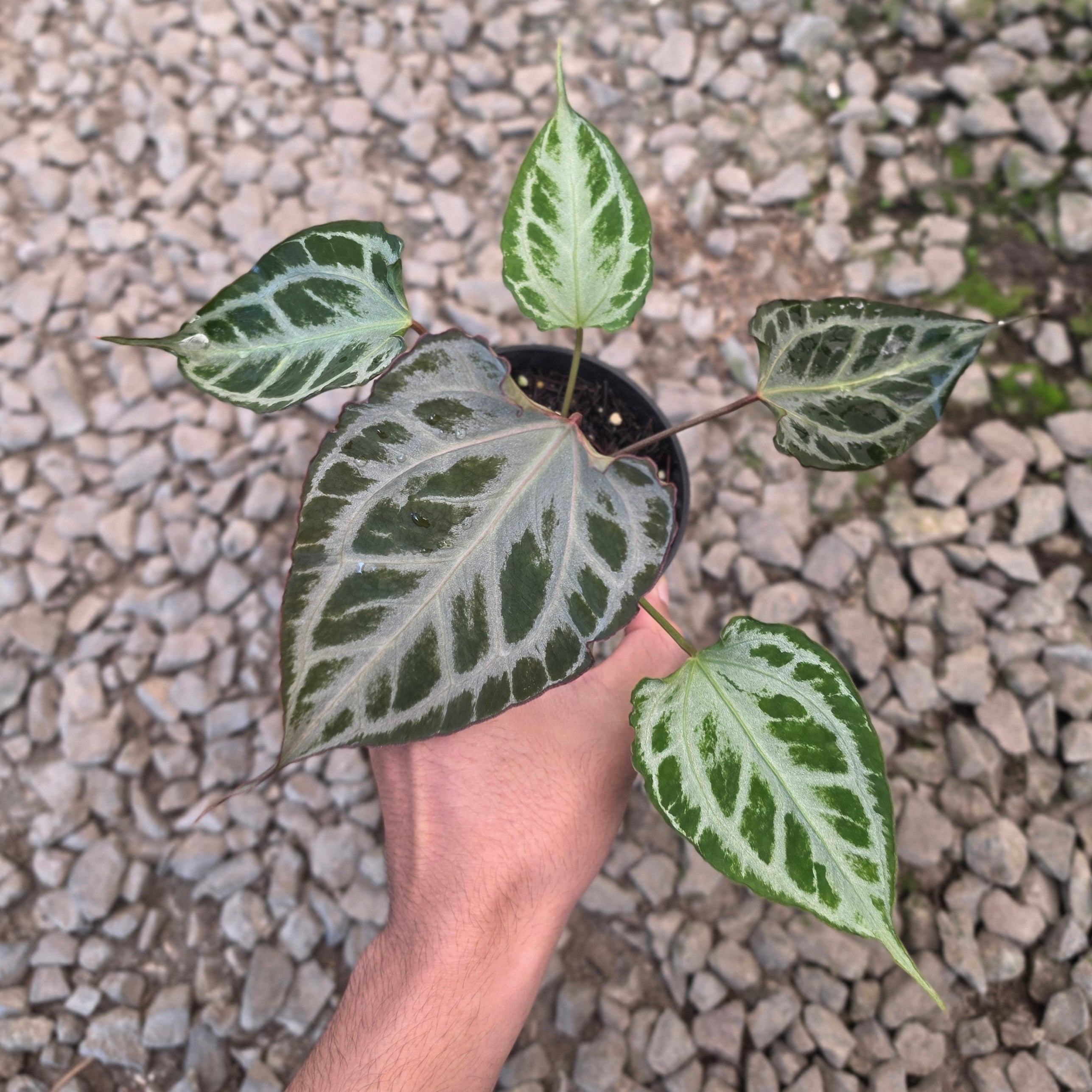Anthurium muchlis x red crystallinum medium size