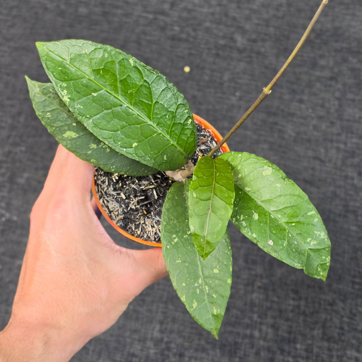Hoya sp. 'Aceh Ceratops'