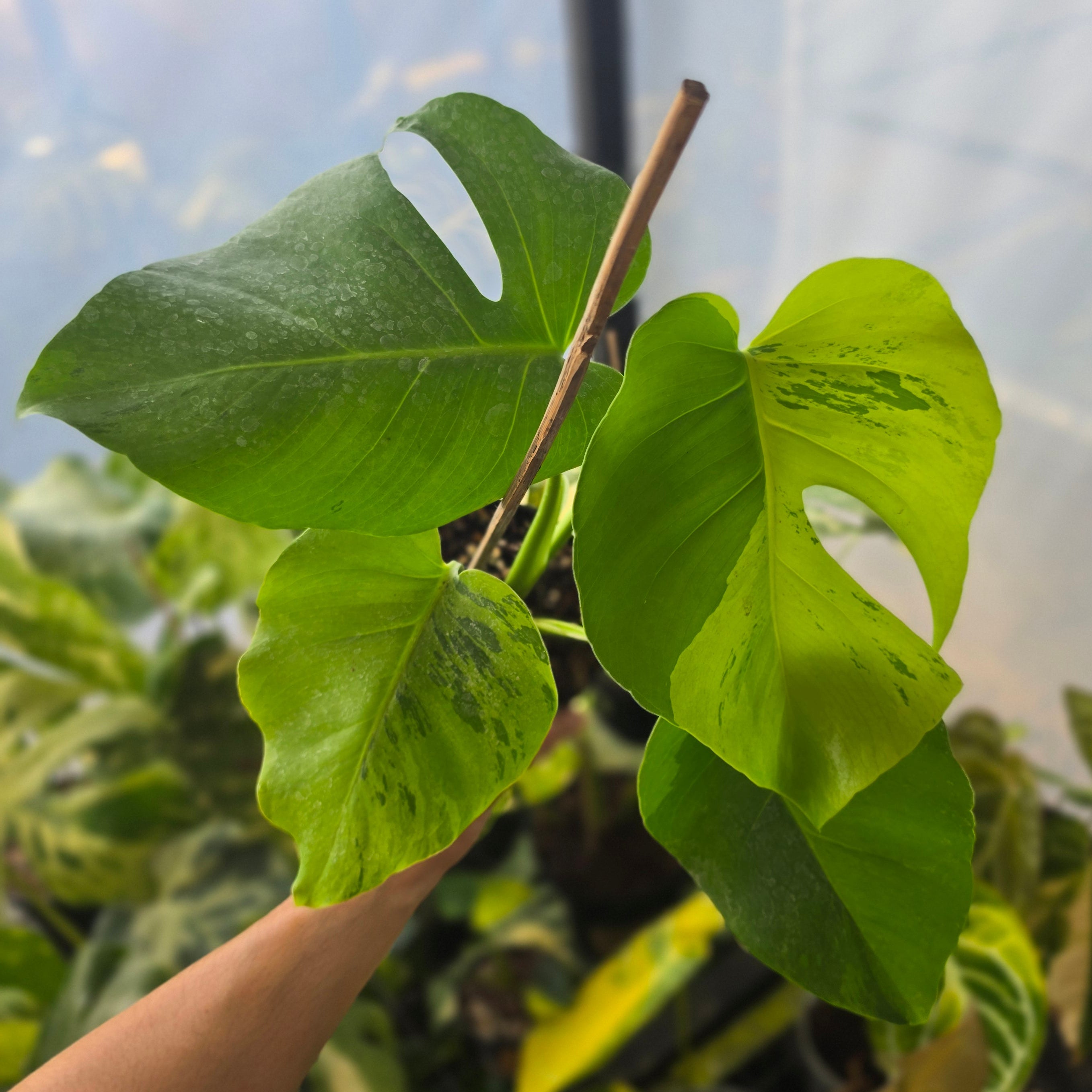 Monstera brazilian aurora