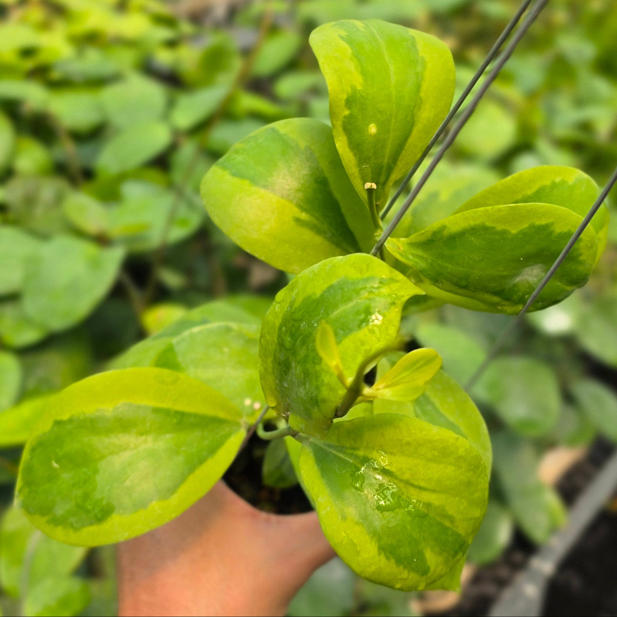 Hoya anulata 'Verdora'