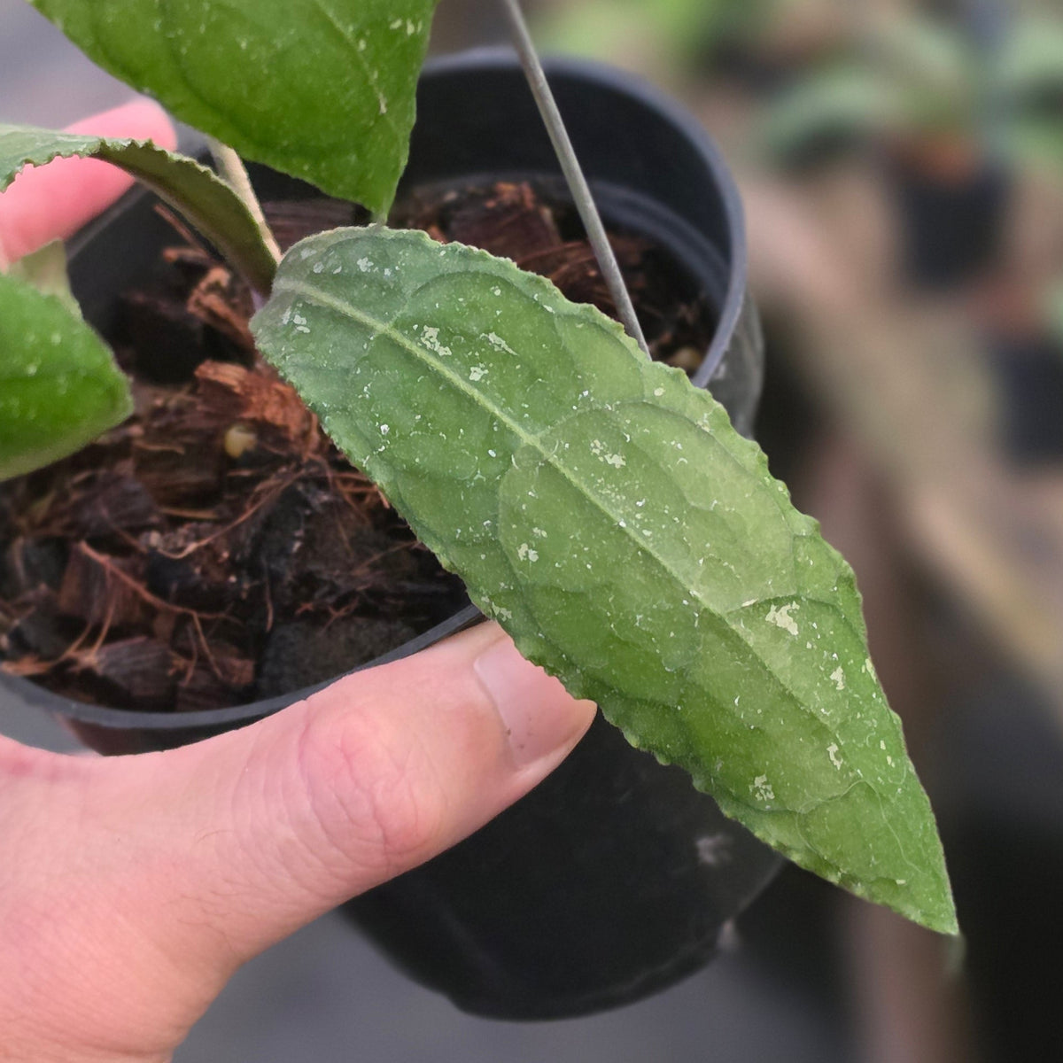 Hoya clemensiorum 'terong'