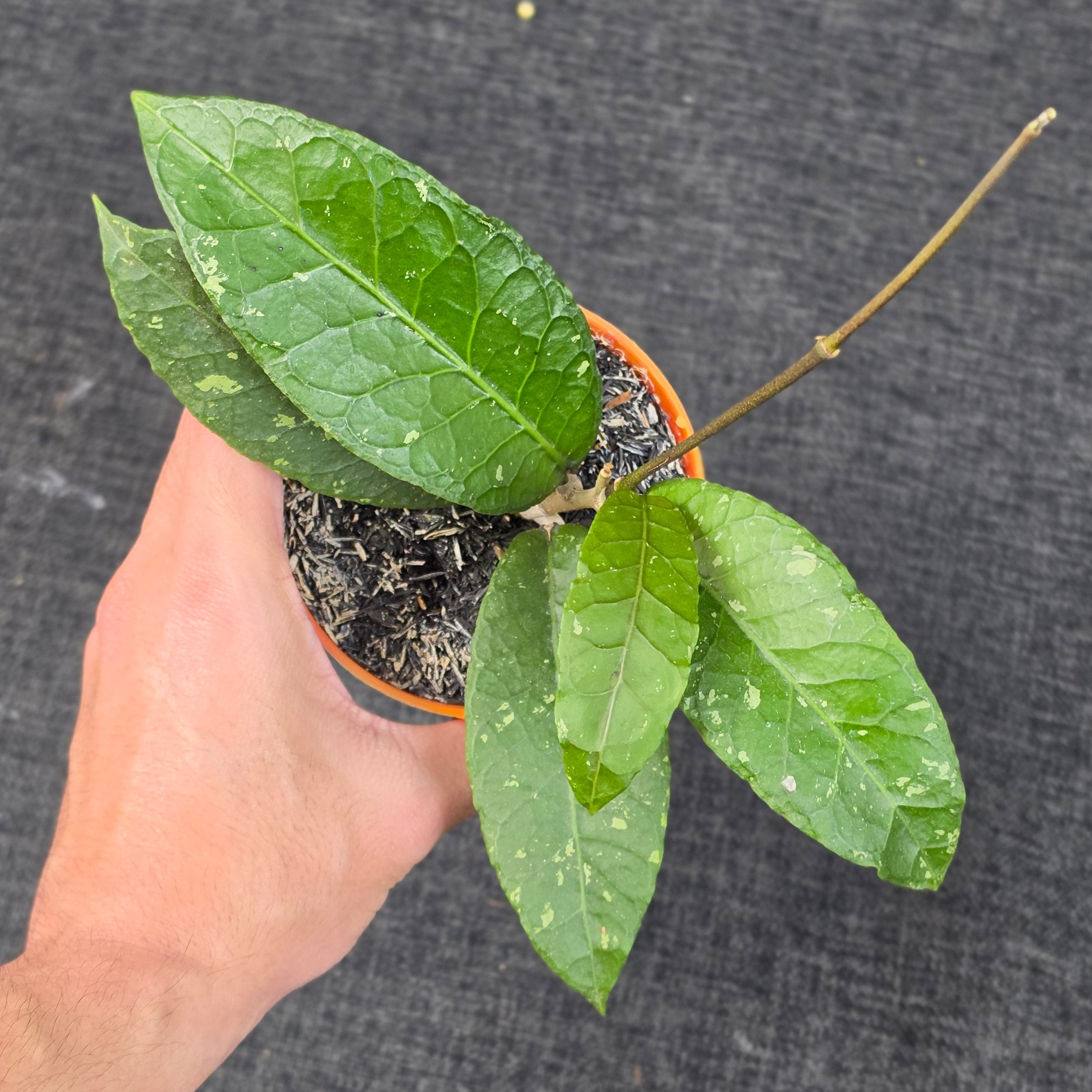 Hoya sp. 'Aceh Ceratops'
