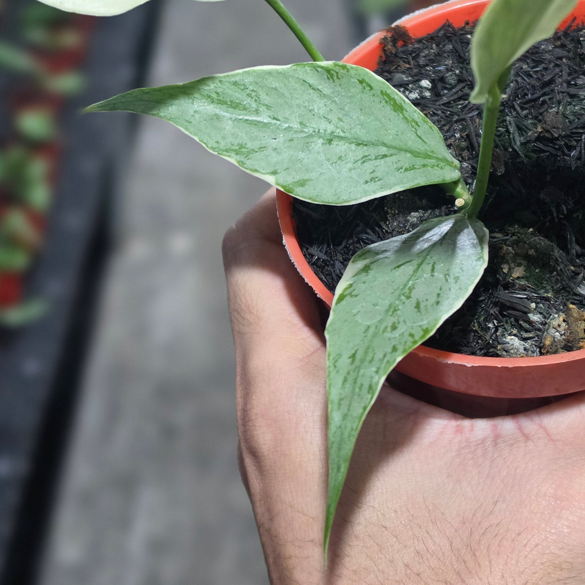 Hoya silver polyneura albomarginata
