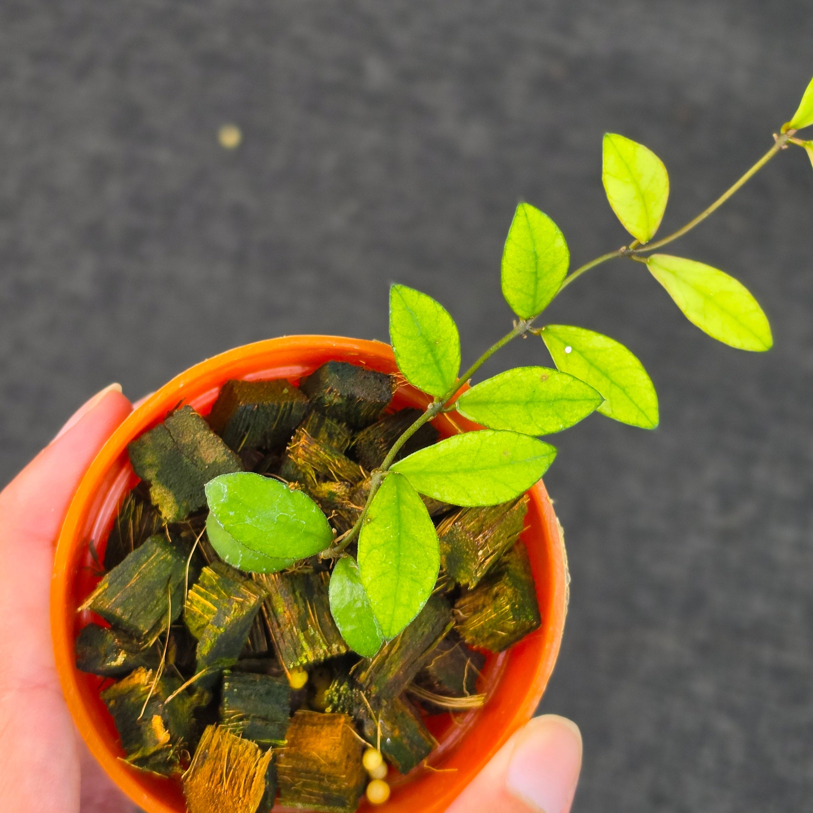 Hoya 'Mini Coin Variegata'