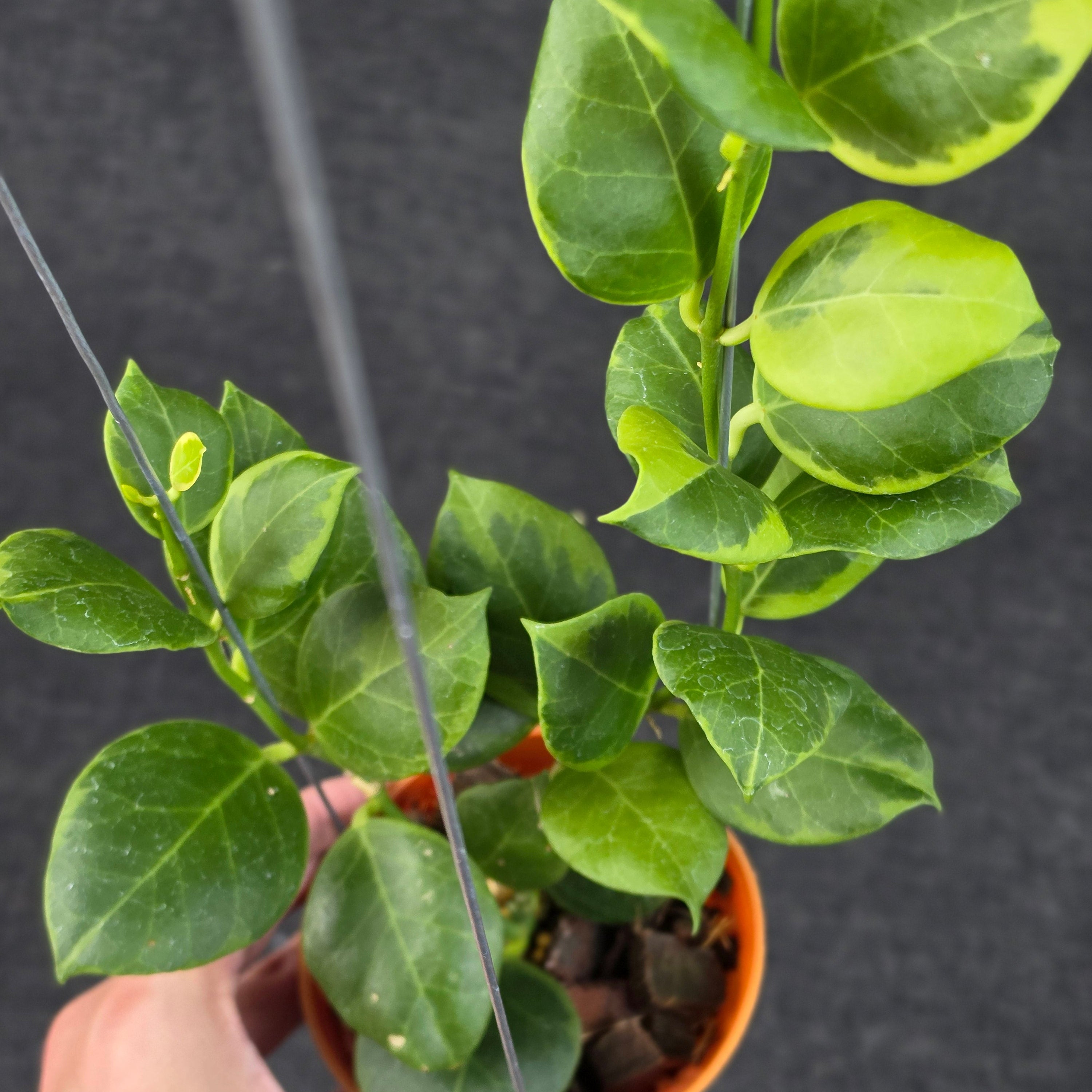 Hoya obscura albomarginata