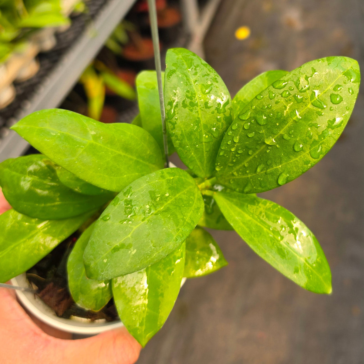 Hoya ICE-023 (Green) x Kerrii Vietnam
