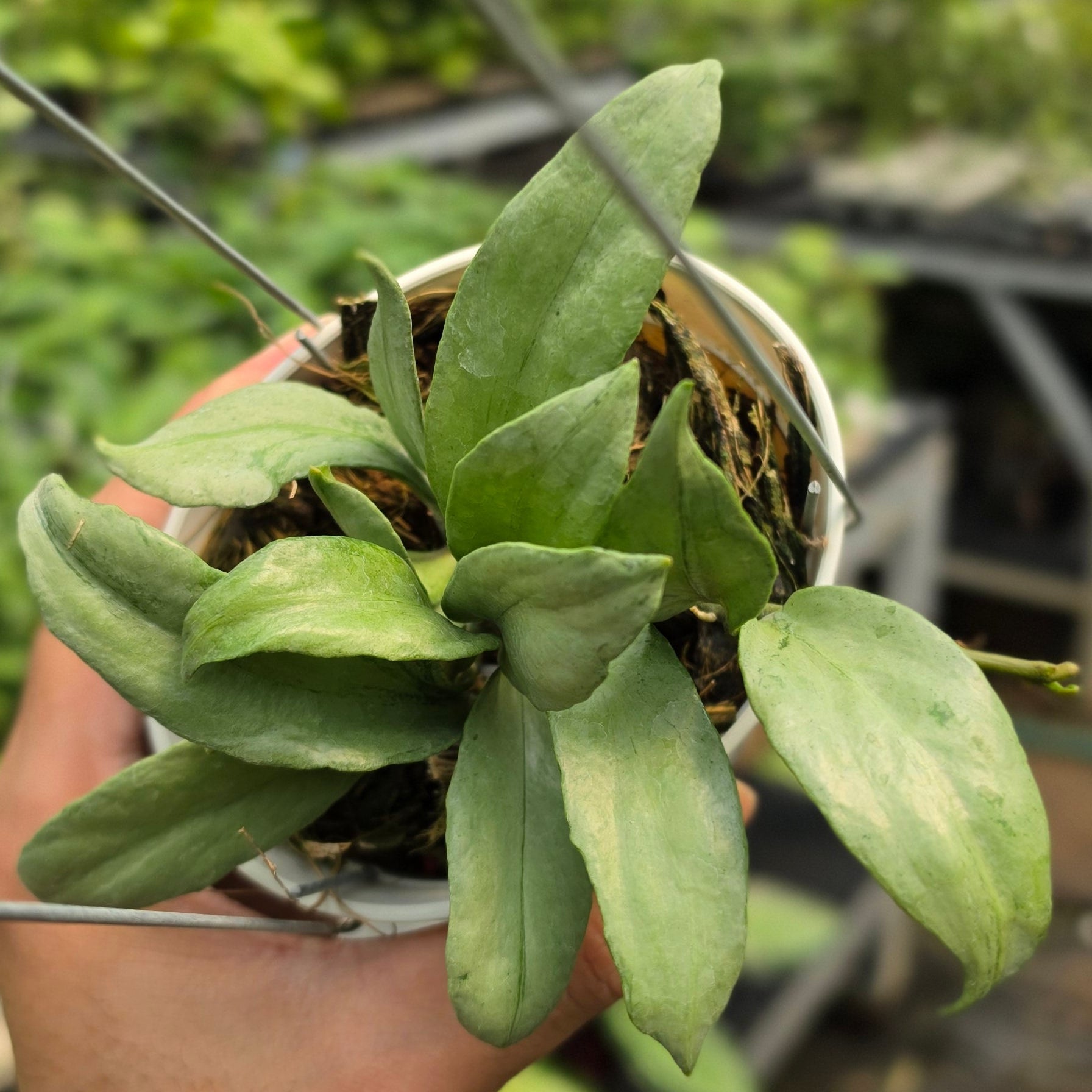 Hoya lacunosa ‘Curly’