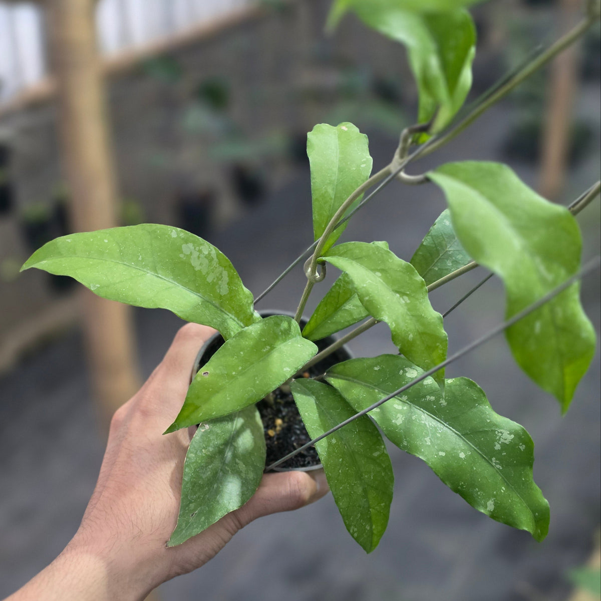Hoya sp aceh 'unicorn'