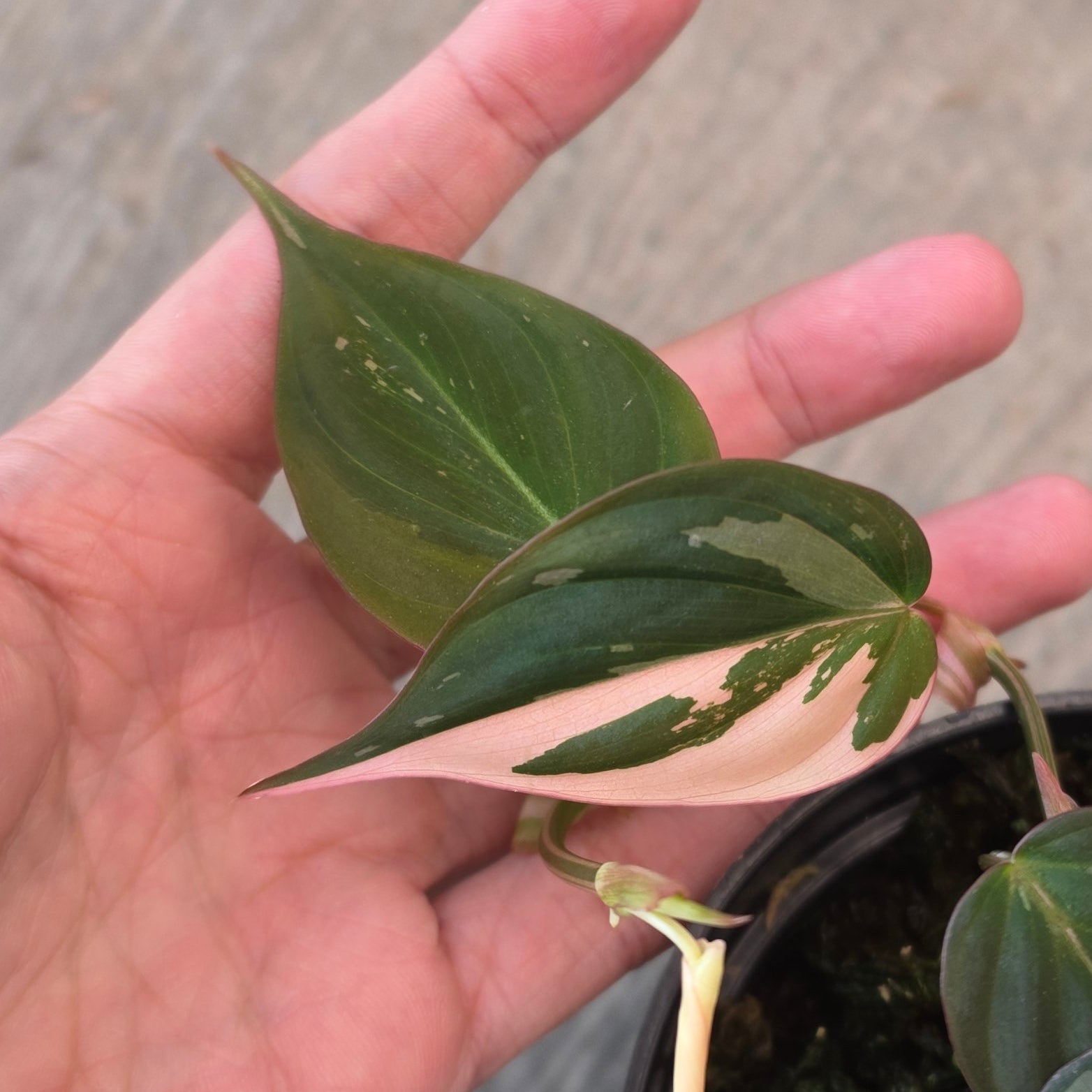 Philodendron micans pink variegated