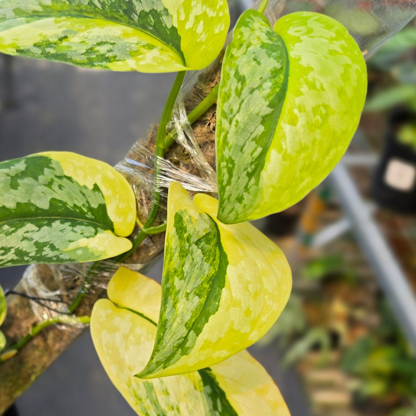 Scindapsus kencana