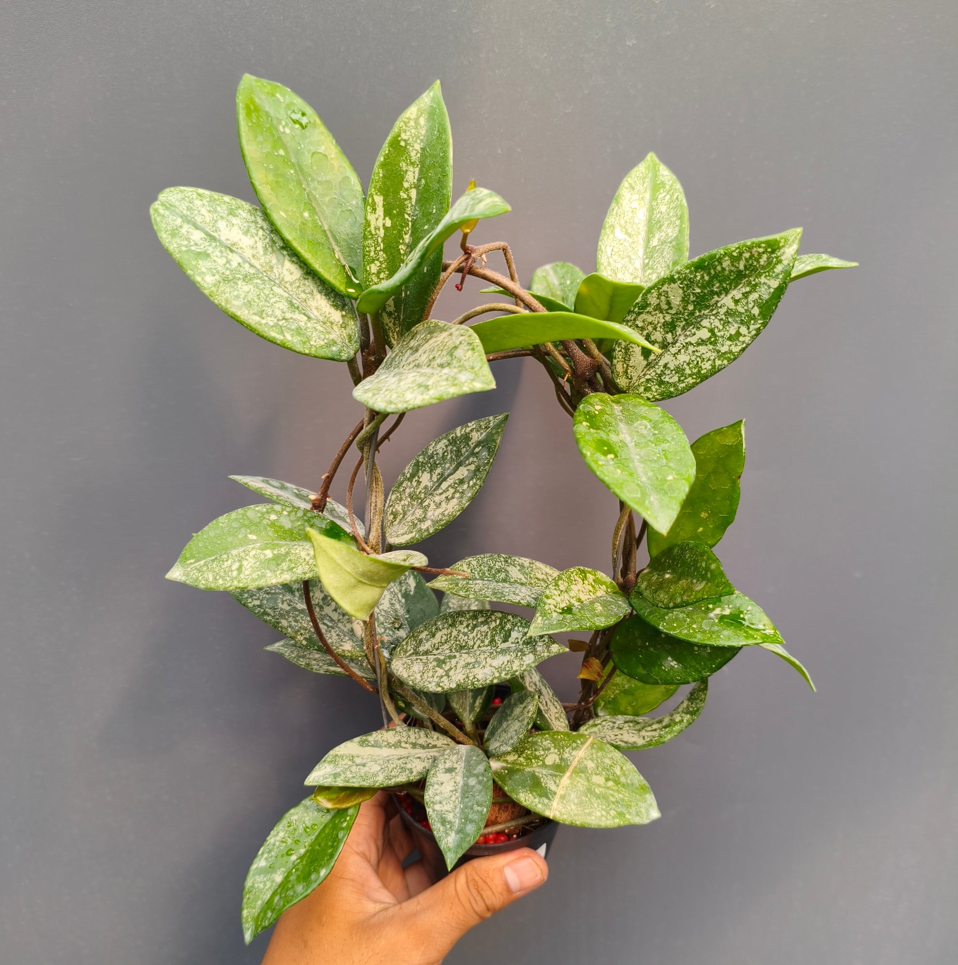 Hoya carnosa wilbur graves
