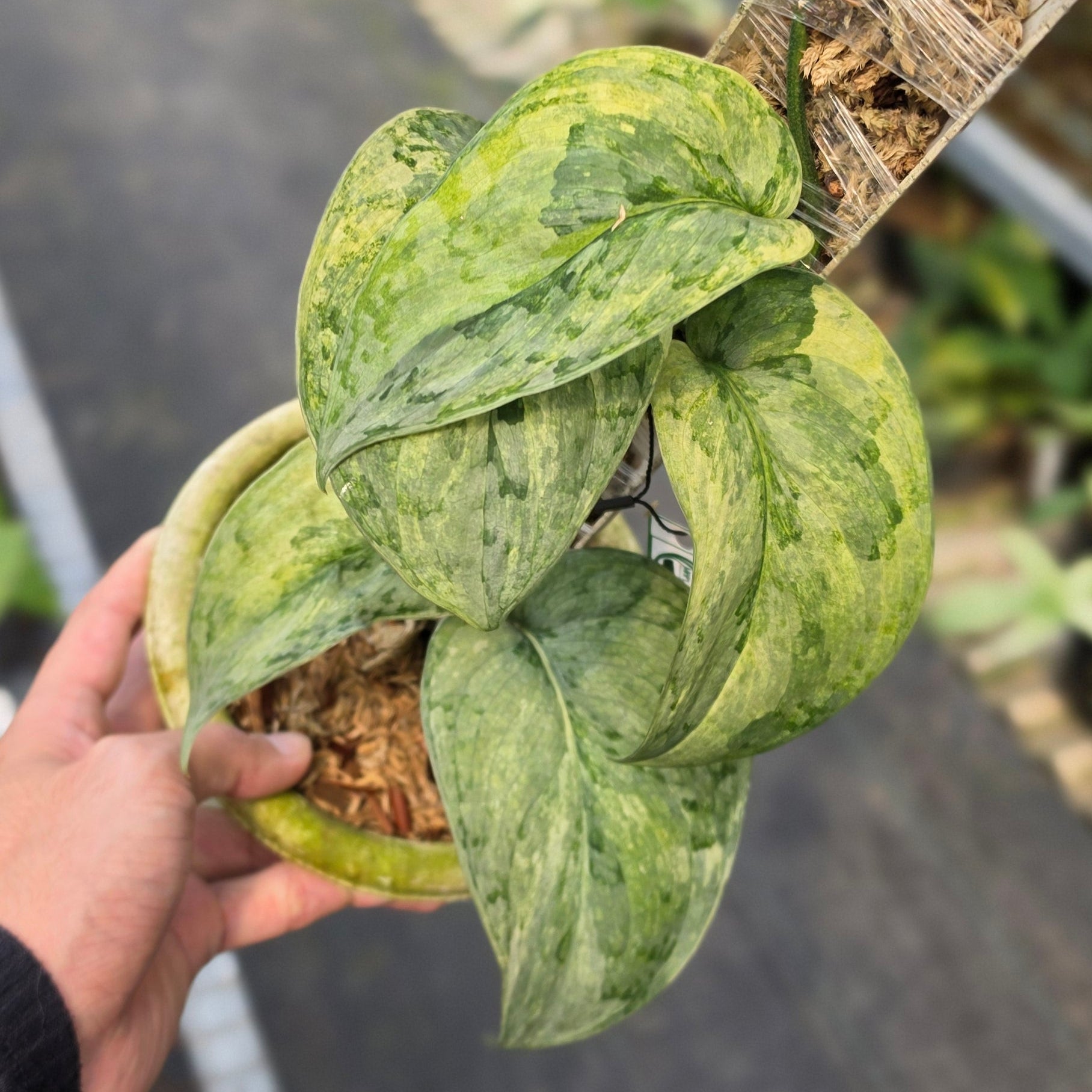 Scindapsus nirmala