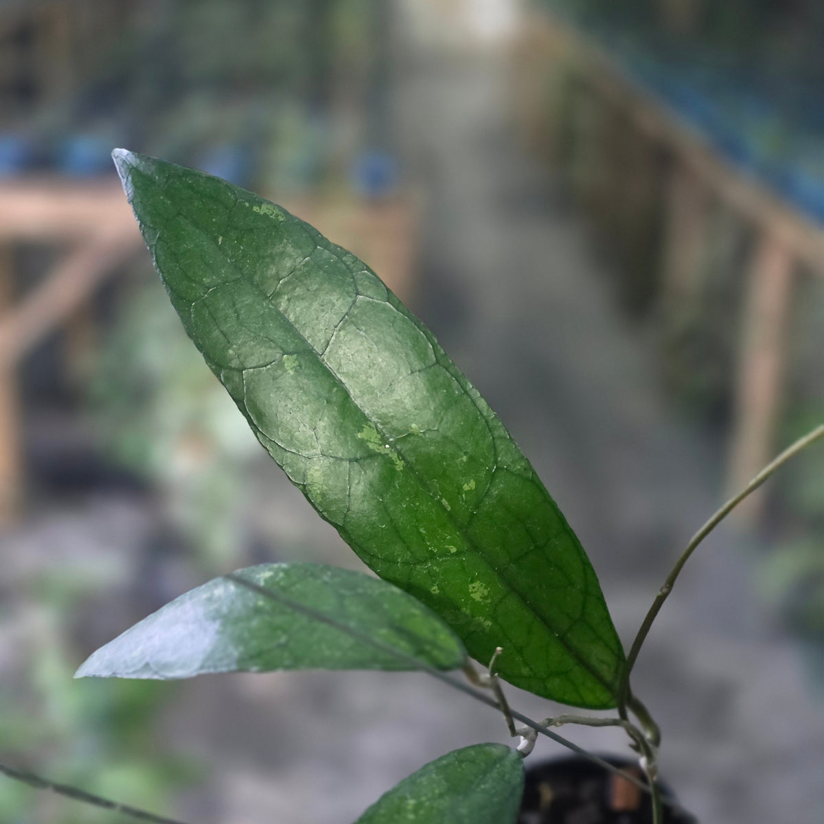 Hoya clemensiorum python