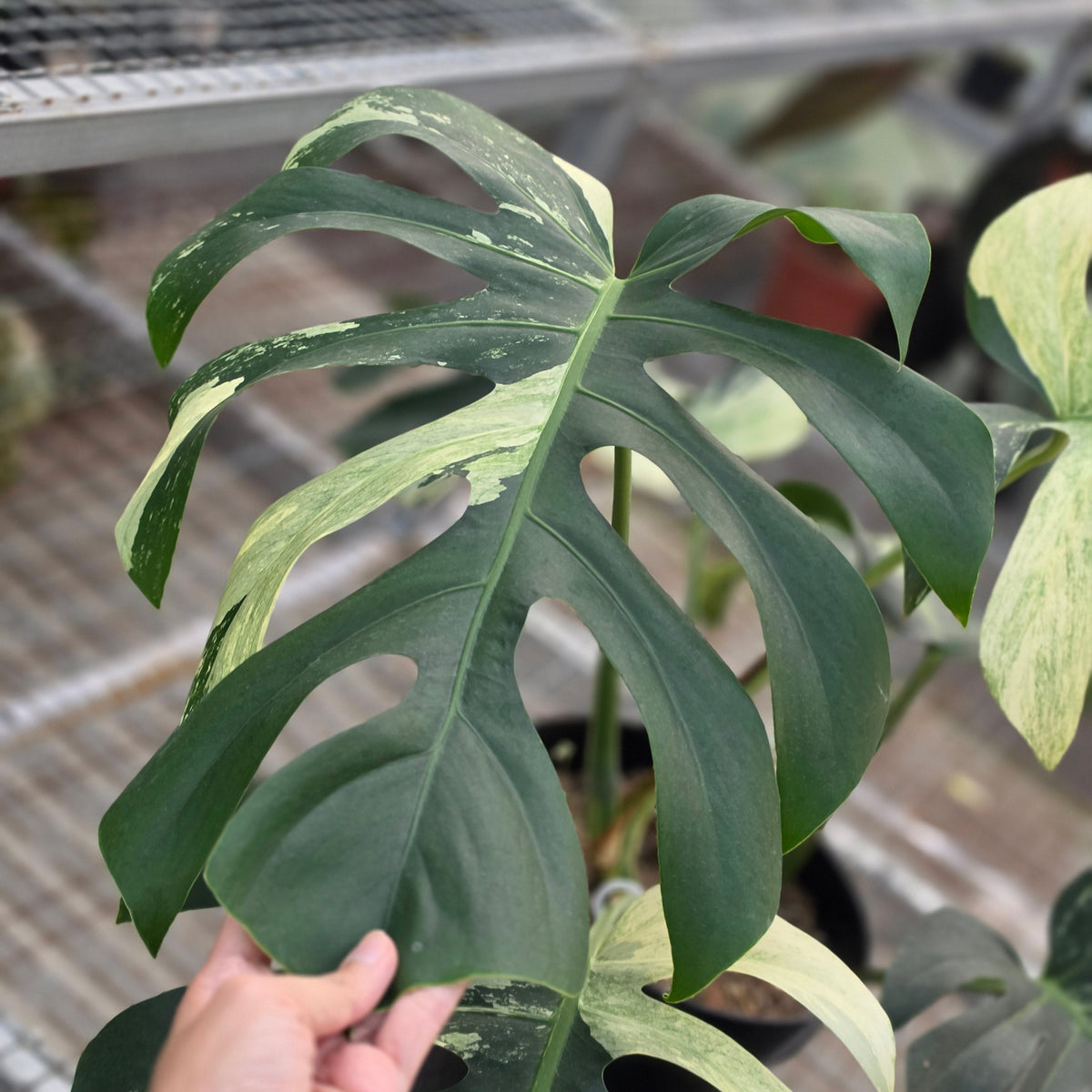 Monstera jungle mint noid (mature size) - AM04-09