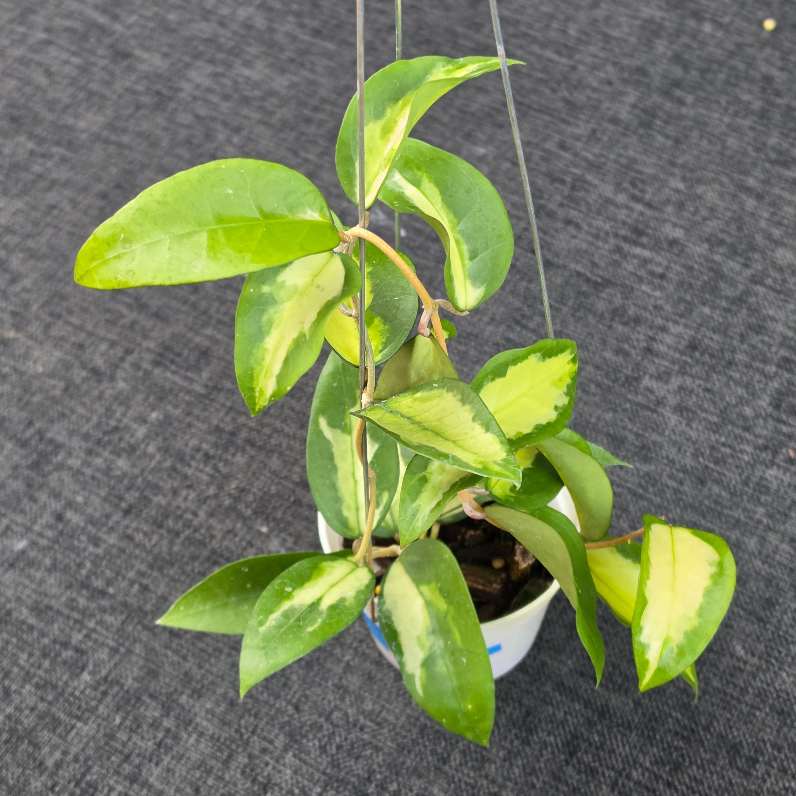 Hoya panglayensis 'Inner Variegata'