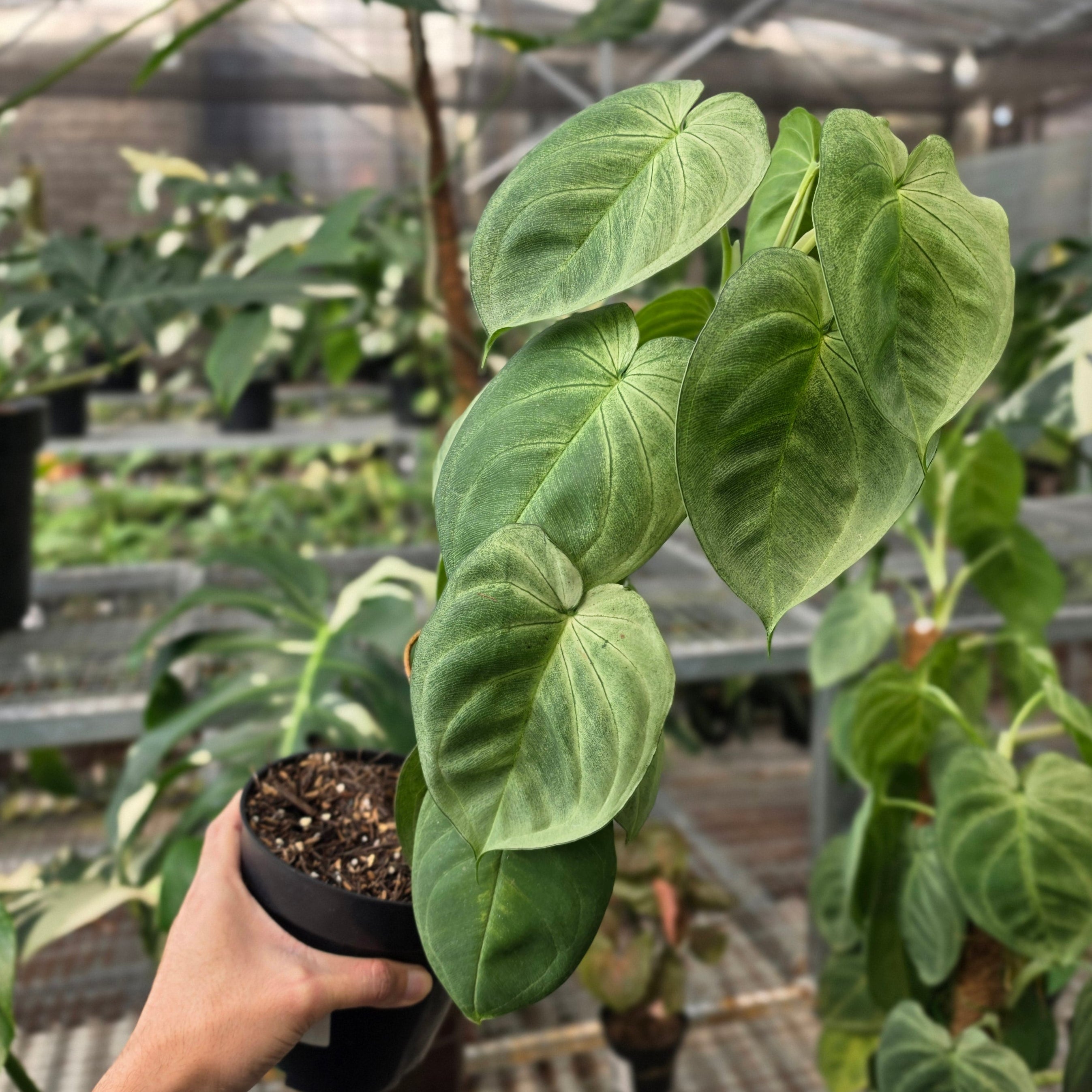 RP Syngonium Frosted heart - AM06-08