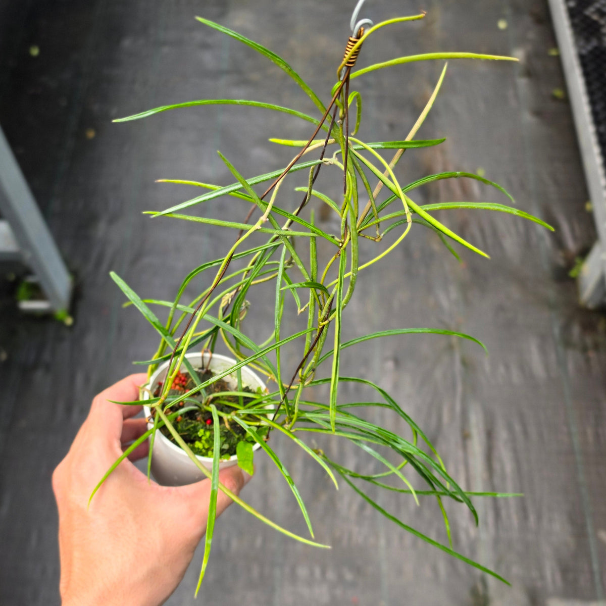 Hoya acicularis