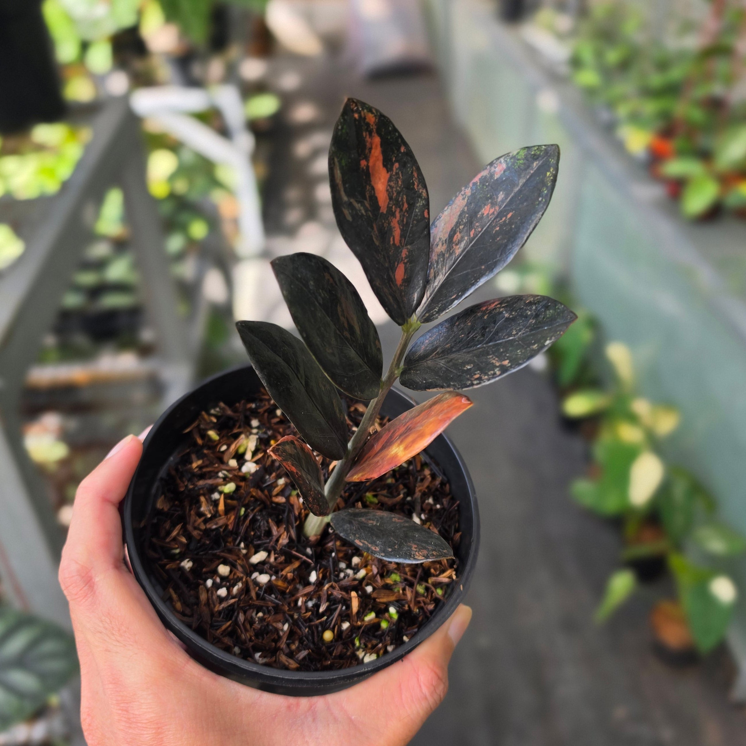 Zamioculcas zamiifolia 'Raven' Variegated