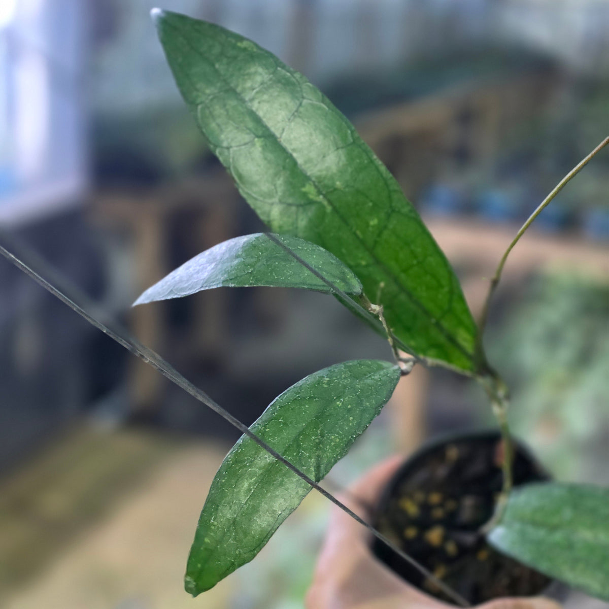 Hoya clemensiorum python