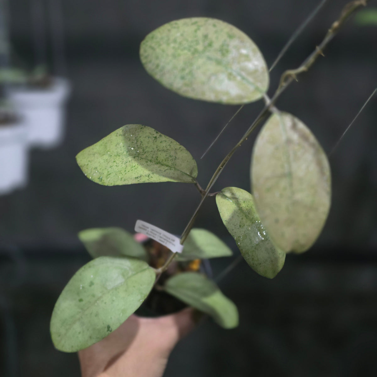 Hoya Velmora
