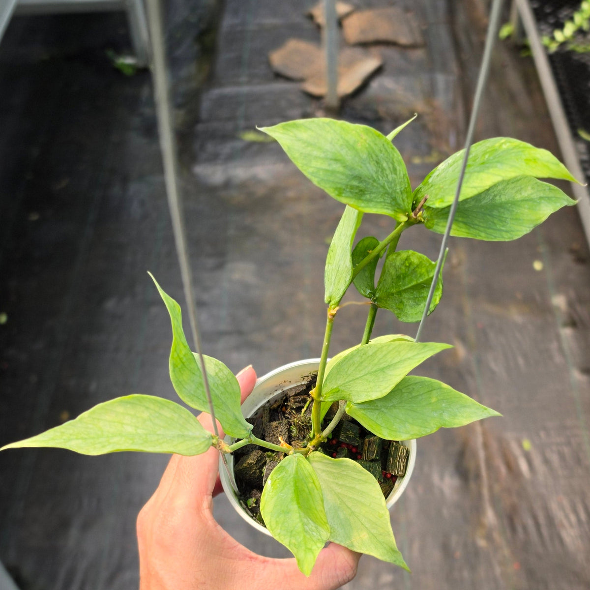 Hoya polyneura ‘Variegated Silver’