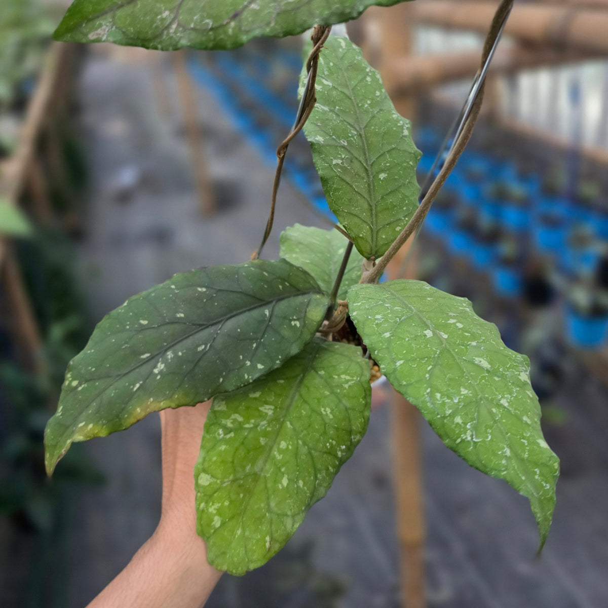 Hoya sp aceh dragon family