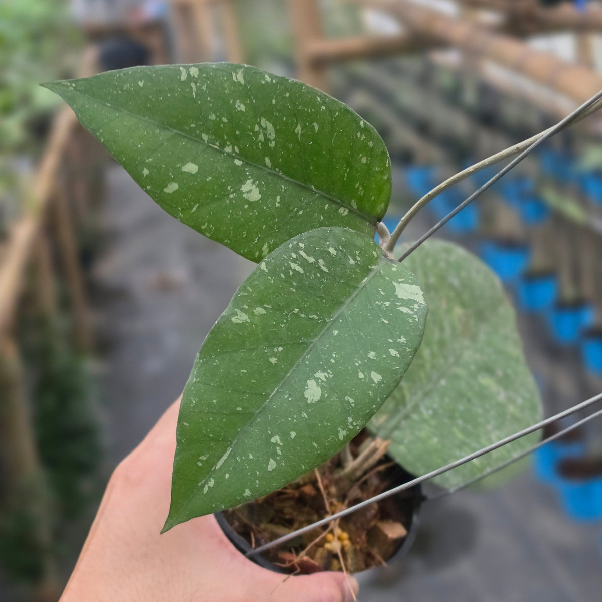 Hoya sp aceh 'riana'
