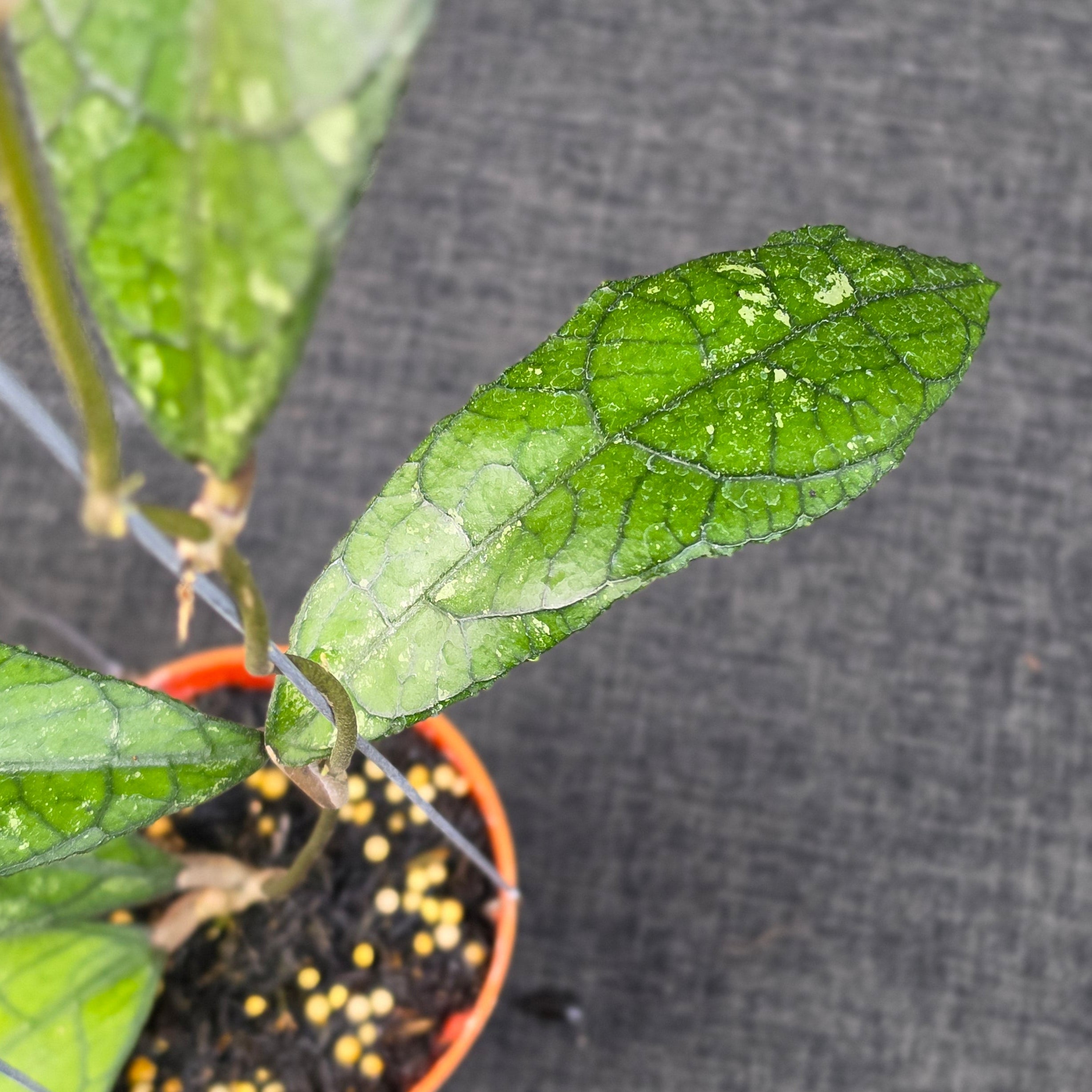 Hoya clemensiorum purba
