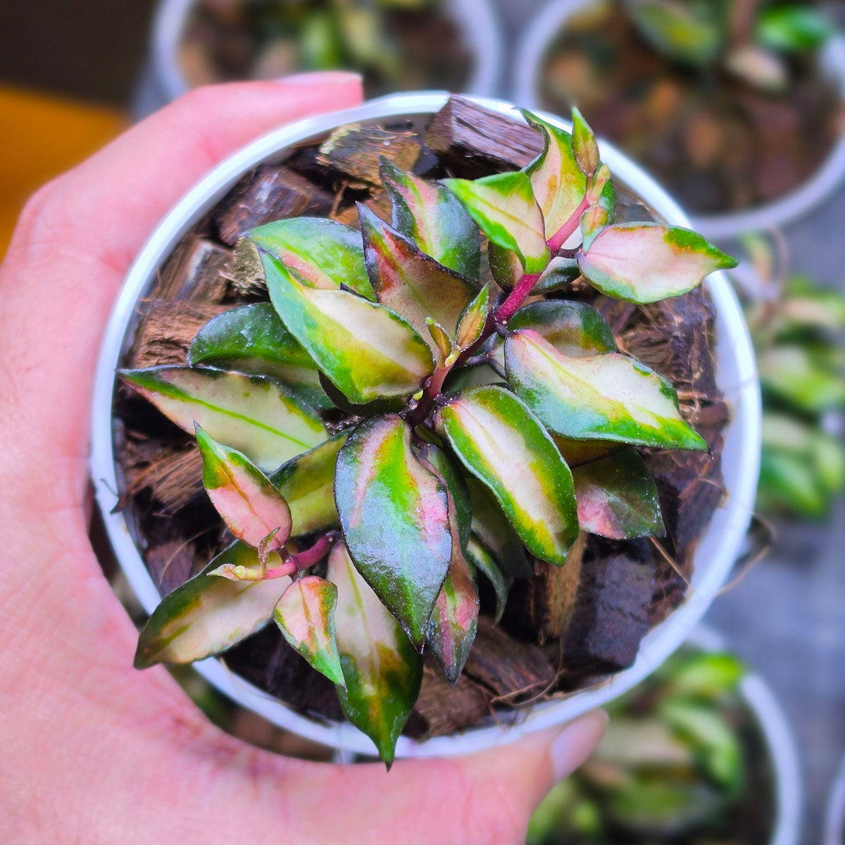 Hoya lacunosa scarlet glow