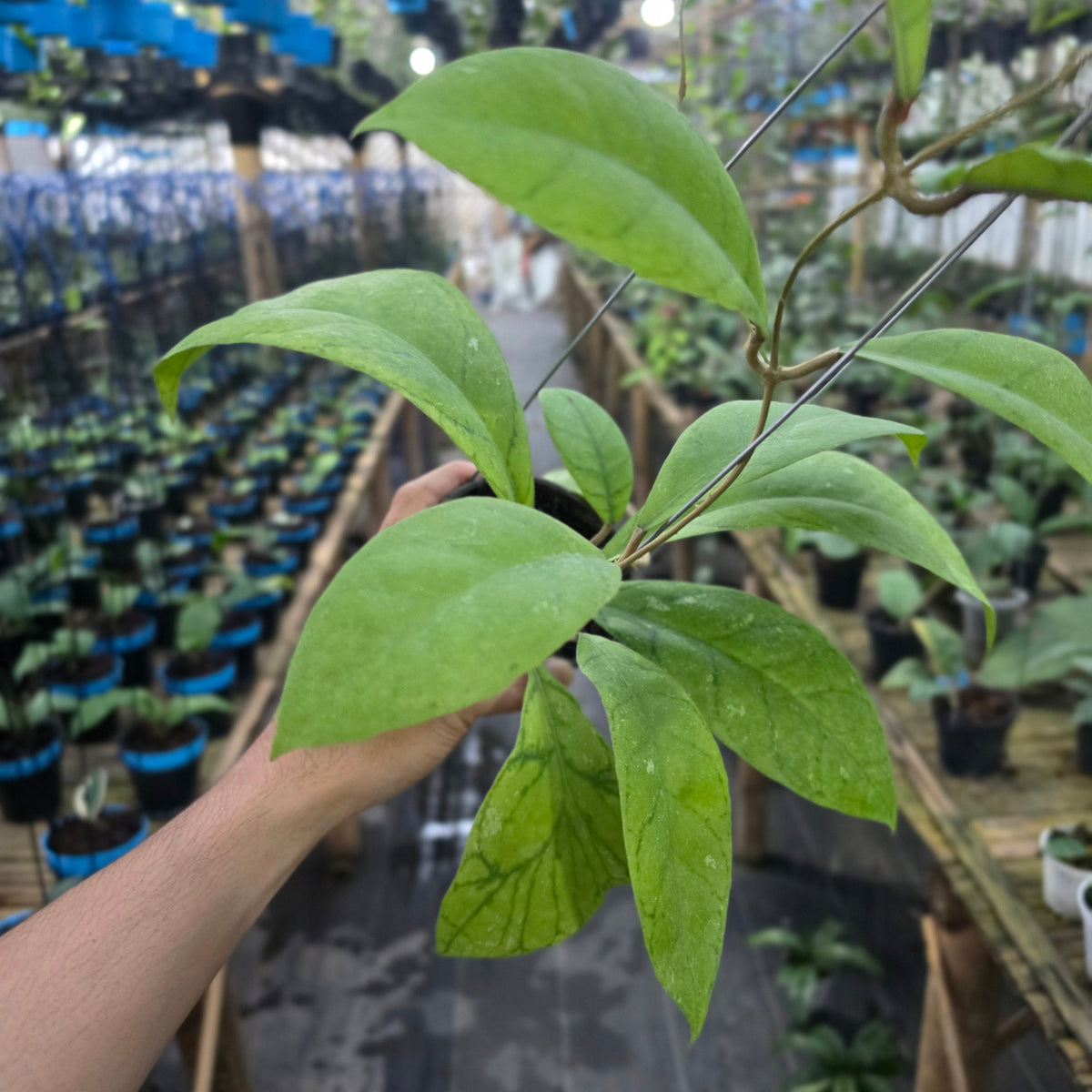 Hoya callistophylla golden sp sekadau