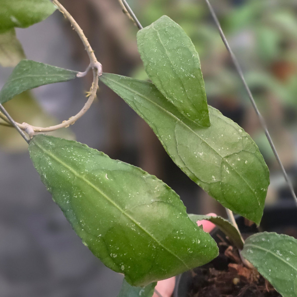 Hoya clemensiorum 'terong'