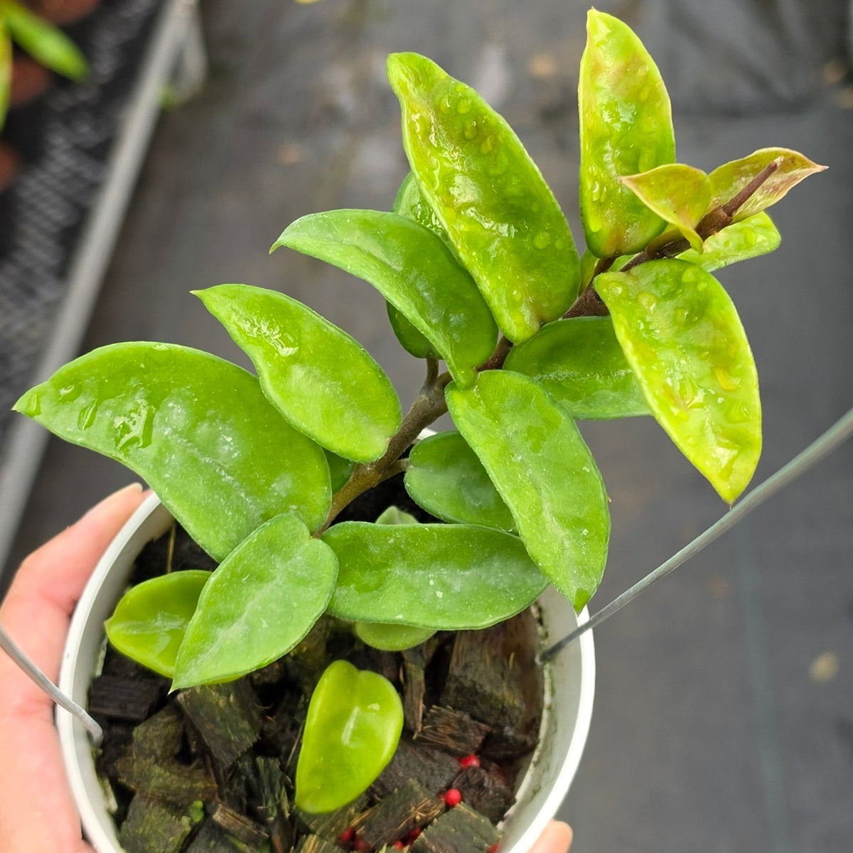 Hoya carnosa ‘Krinkle 8’