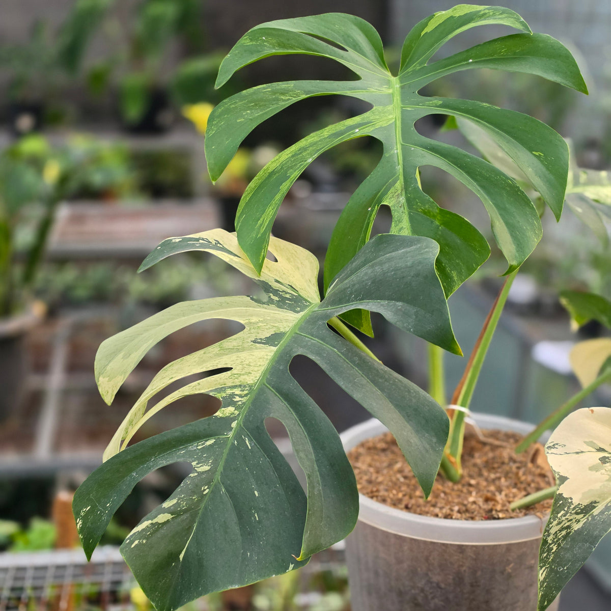 Monstera jungle mint noid (mature size) - AM03-09