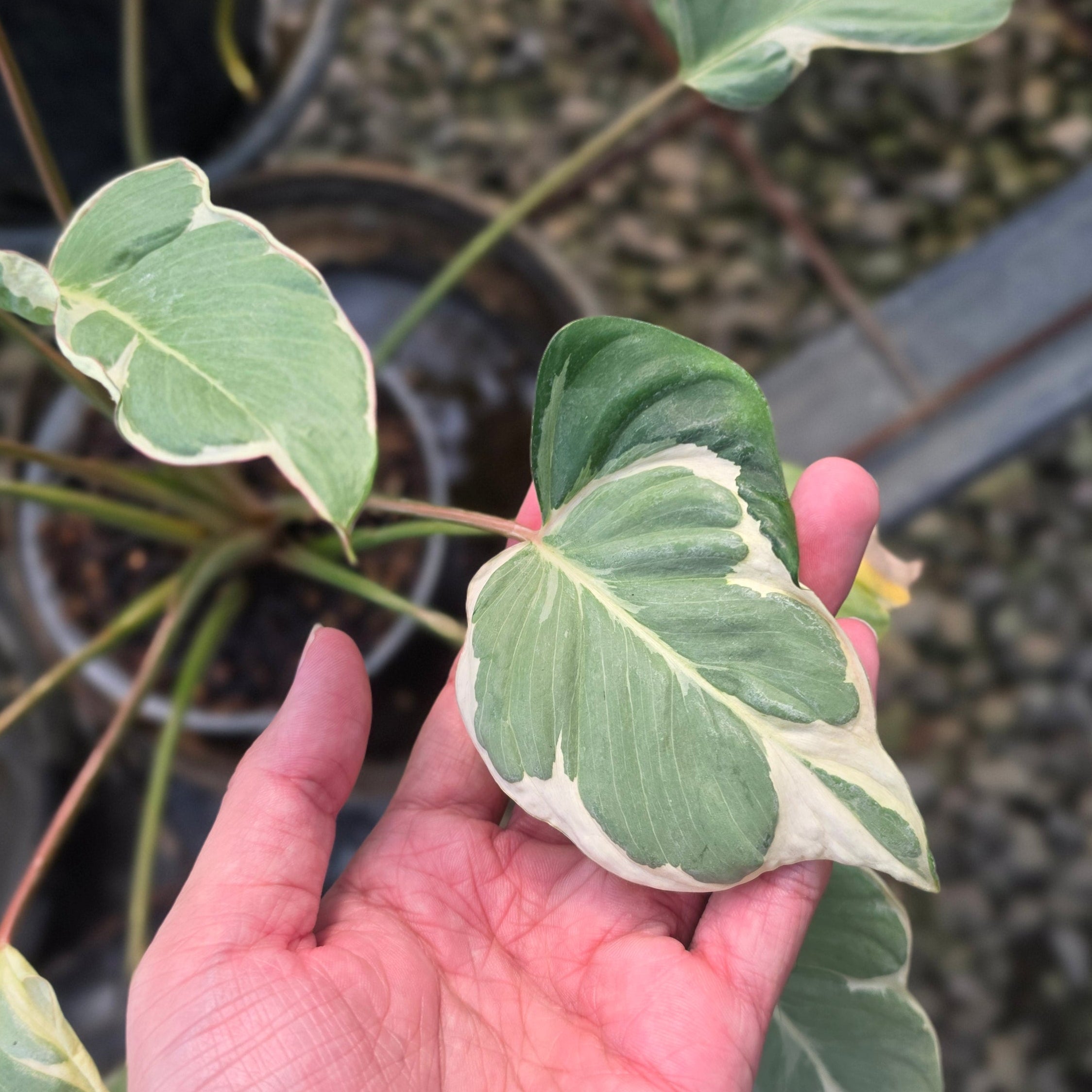 Homalomena 'Marshmallow'