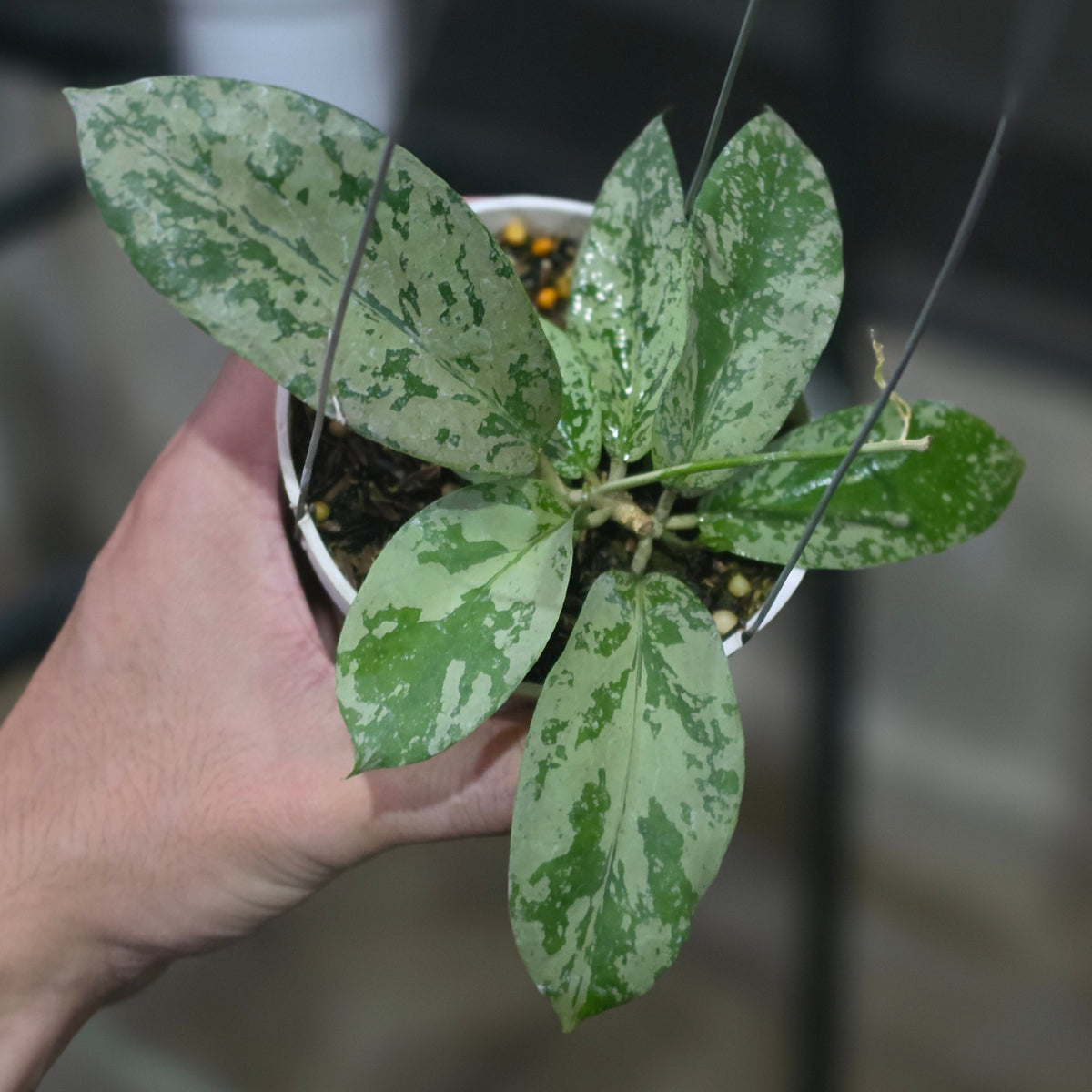 Hoya Javanesia Silver