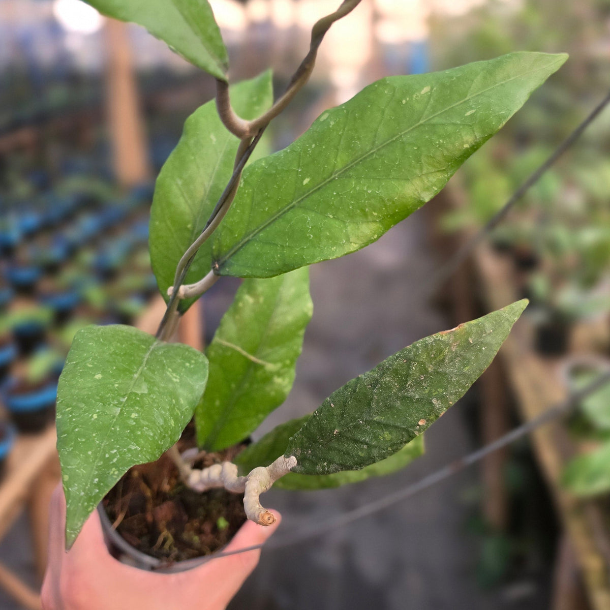 Hoya sp aceh 'green talon'