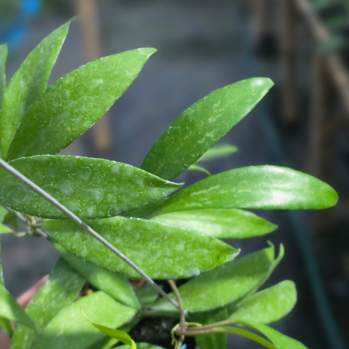 Hoya nima