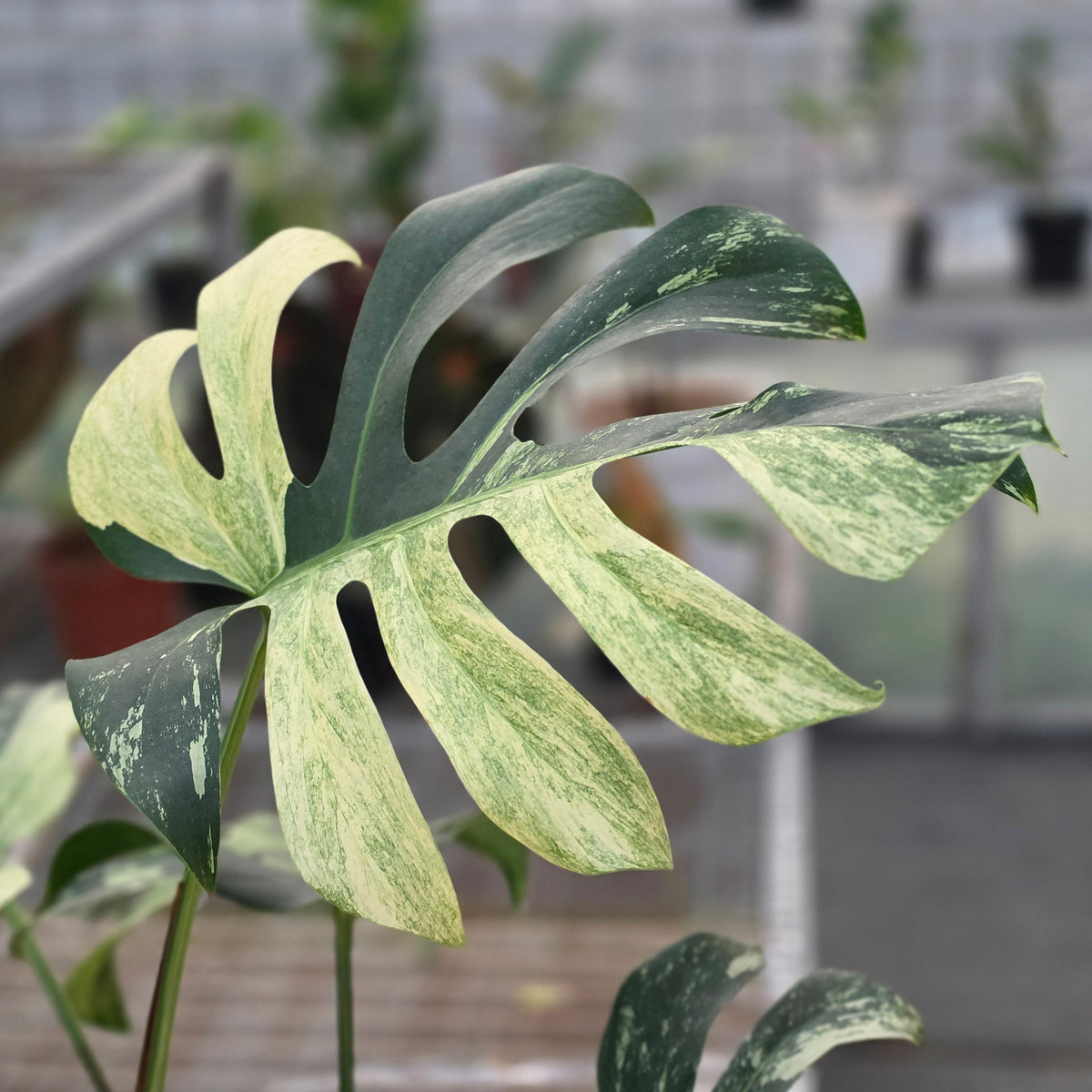 Monstera jungle mint noid (mature size) - AM04-09