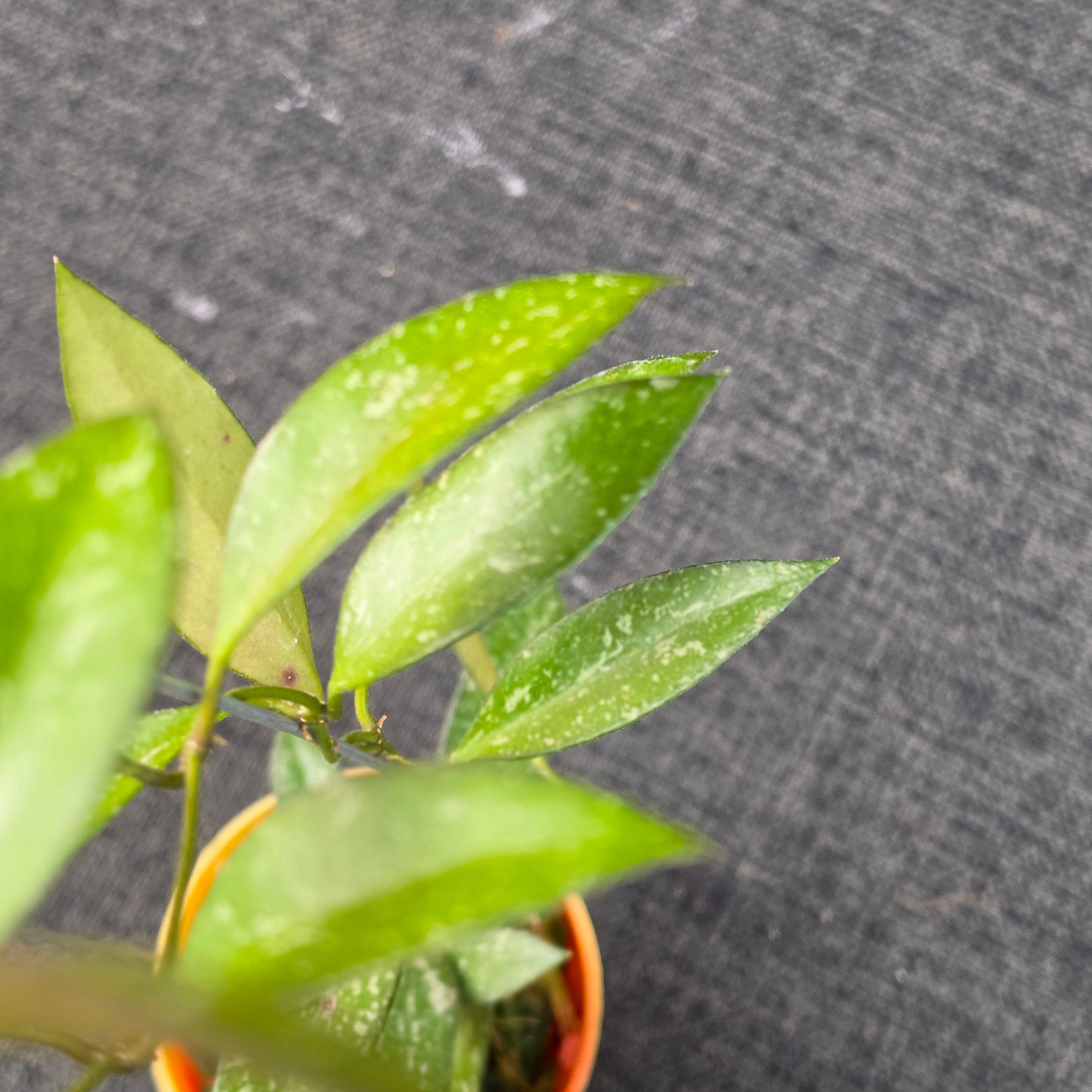 Hoya 'Rosita Splash'