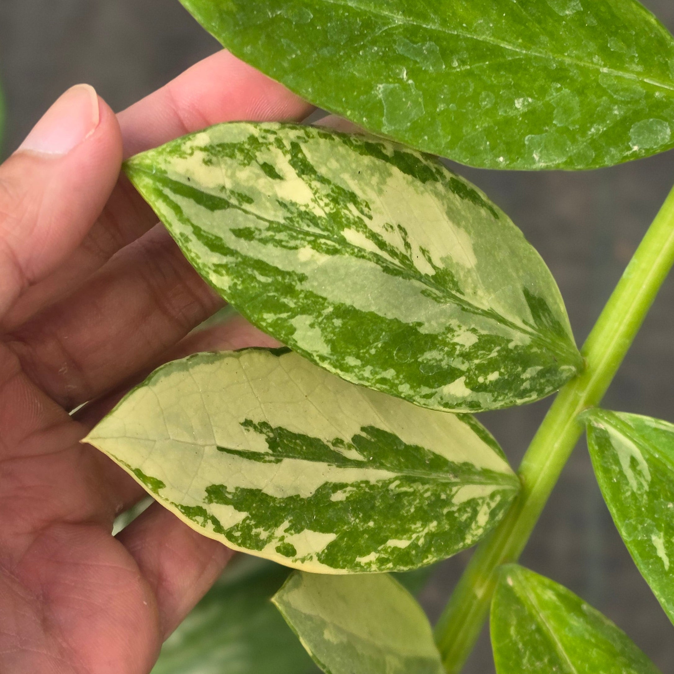 Zamioculcas zamiifolia albo variegated