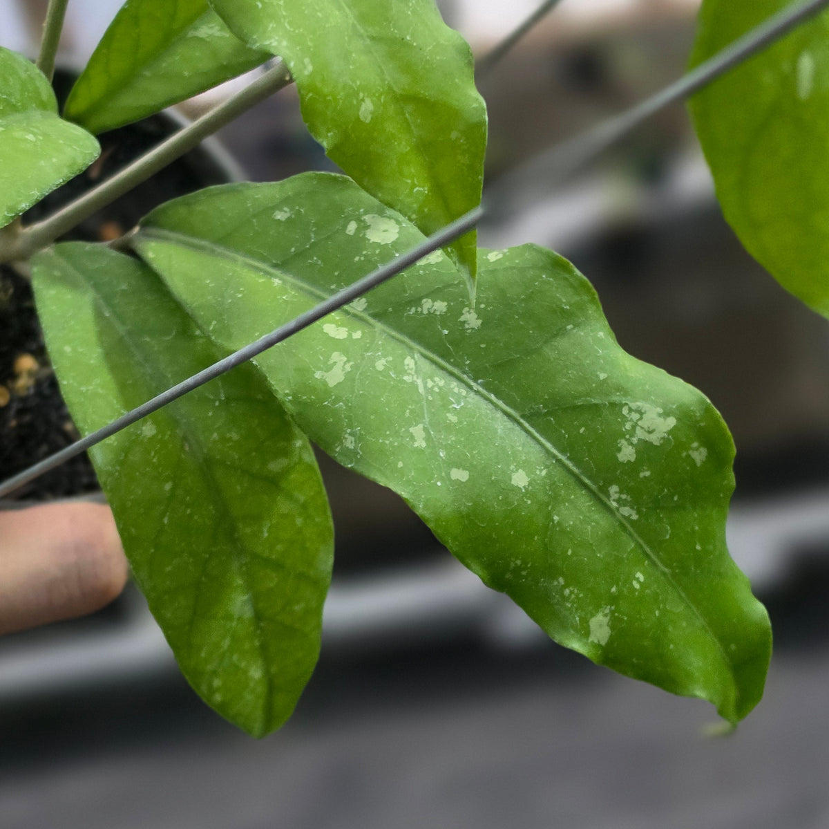 Hoya sp aceh 'unicorn'