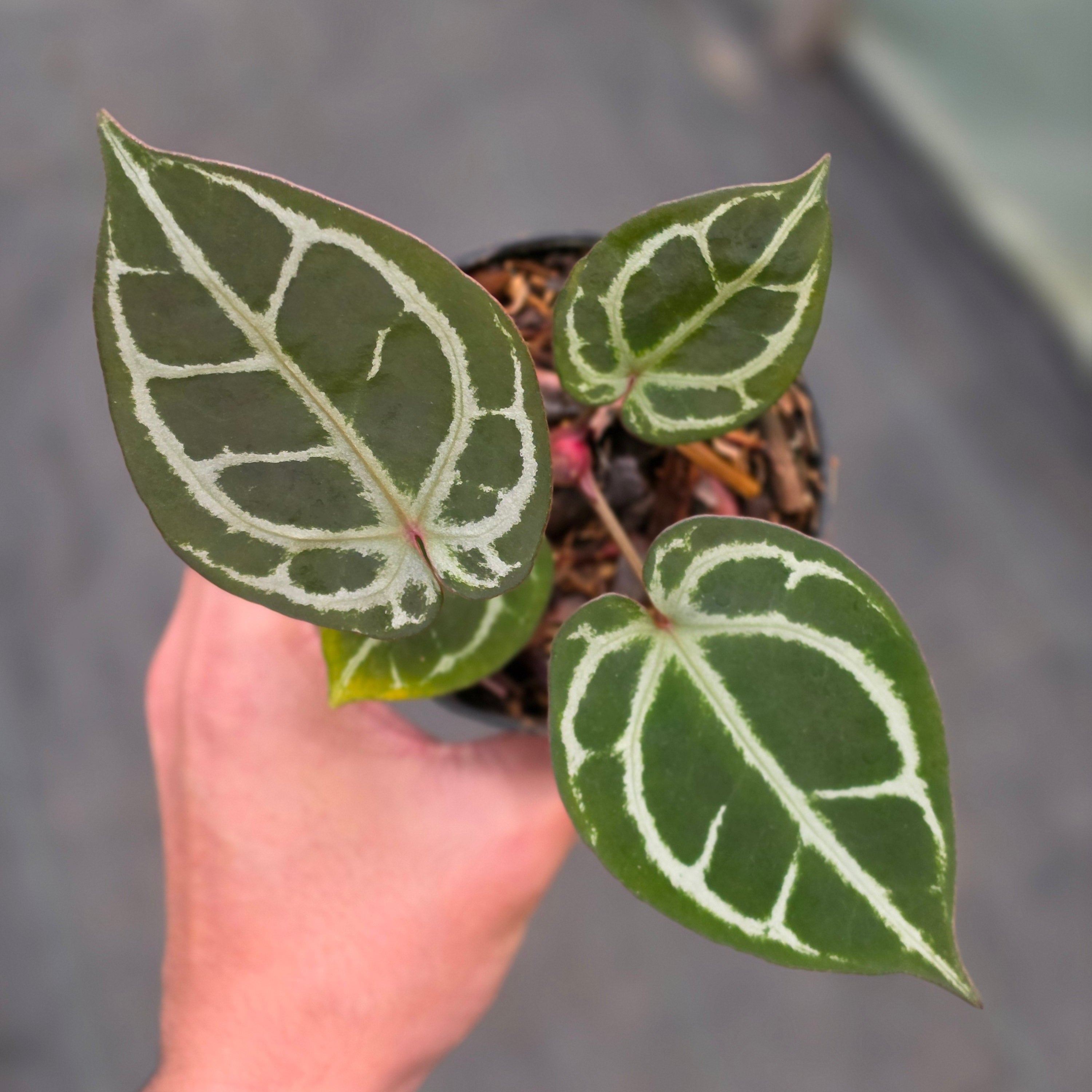 Anthurium KOS x Red crystallinum