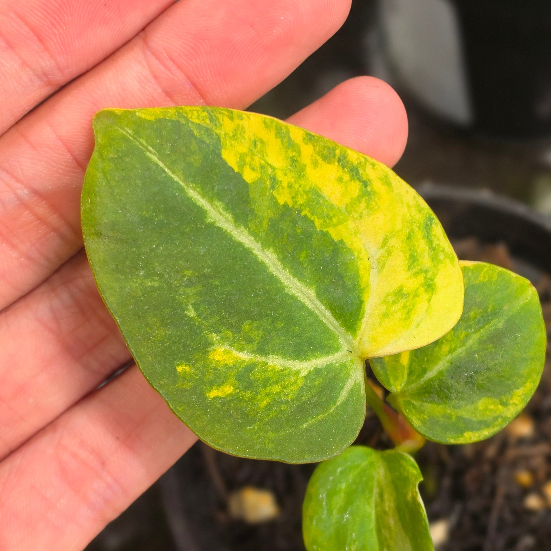 Anthurium venom x domino - seedling