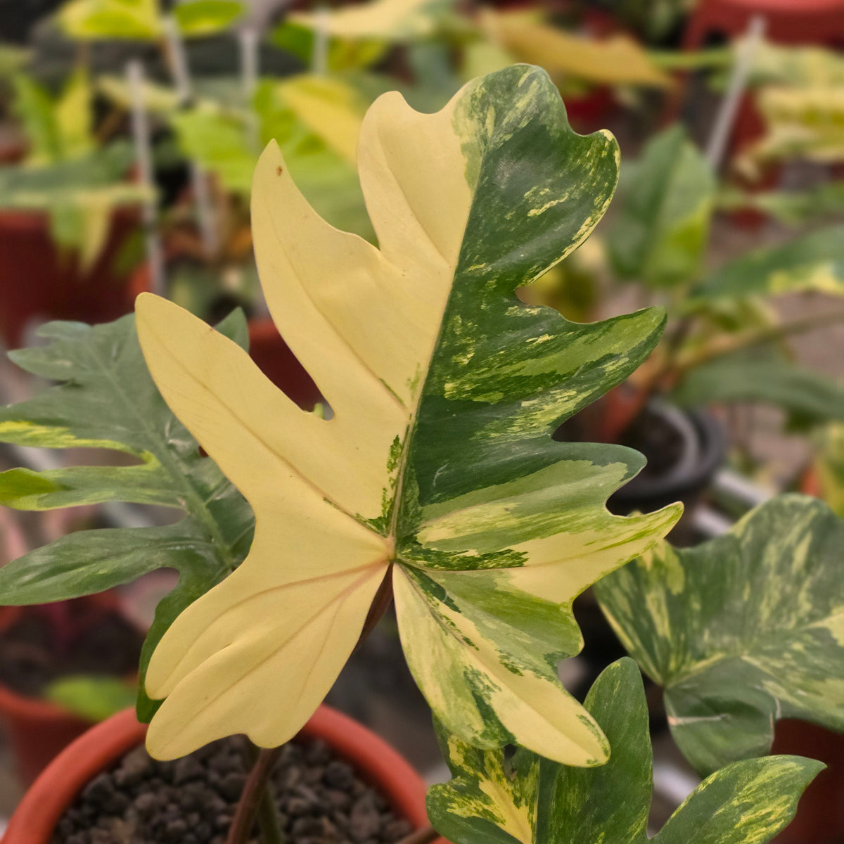 Philodendron mayoi variegated