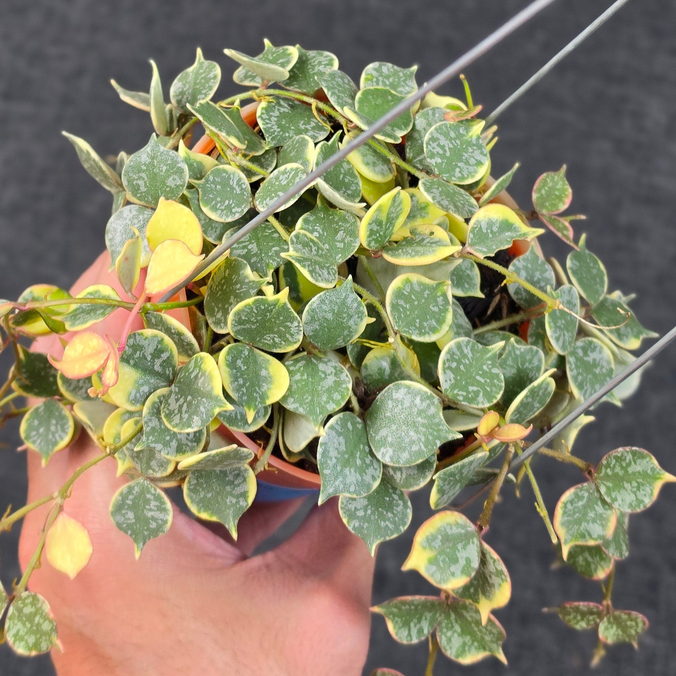 Hoya curtisii 'Albomarginata'