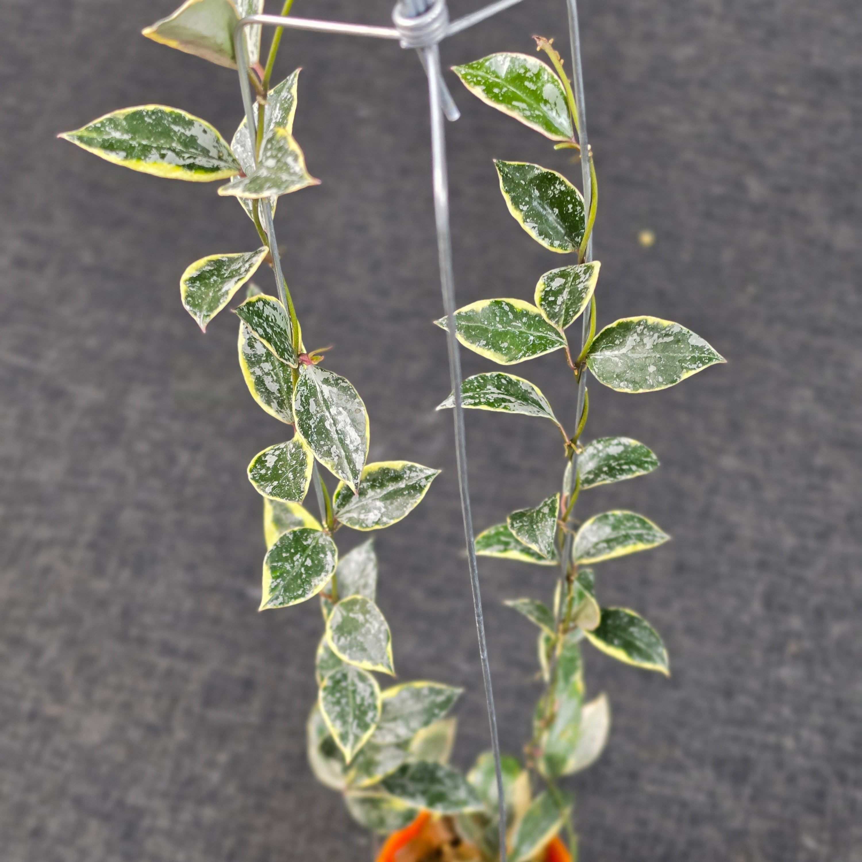 Hoya Lacunosa ‘Princess Lumina’
