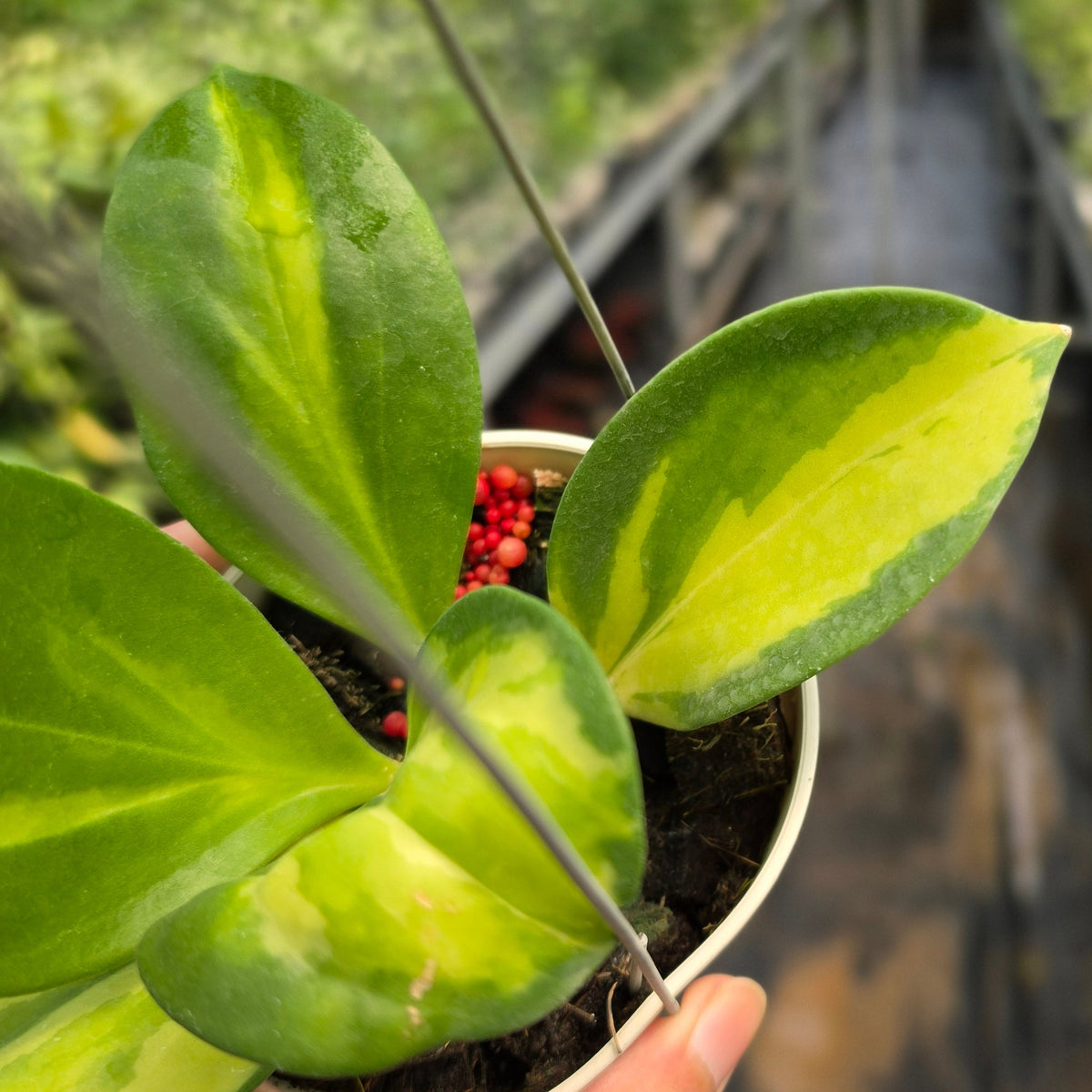 Hoya subquintuplinervis ‘Inner Variegated’