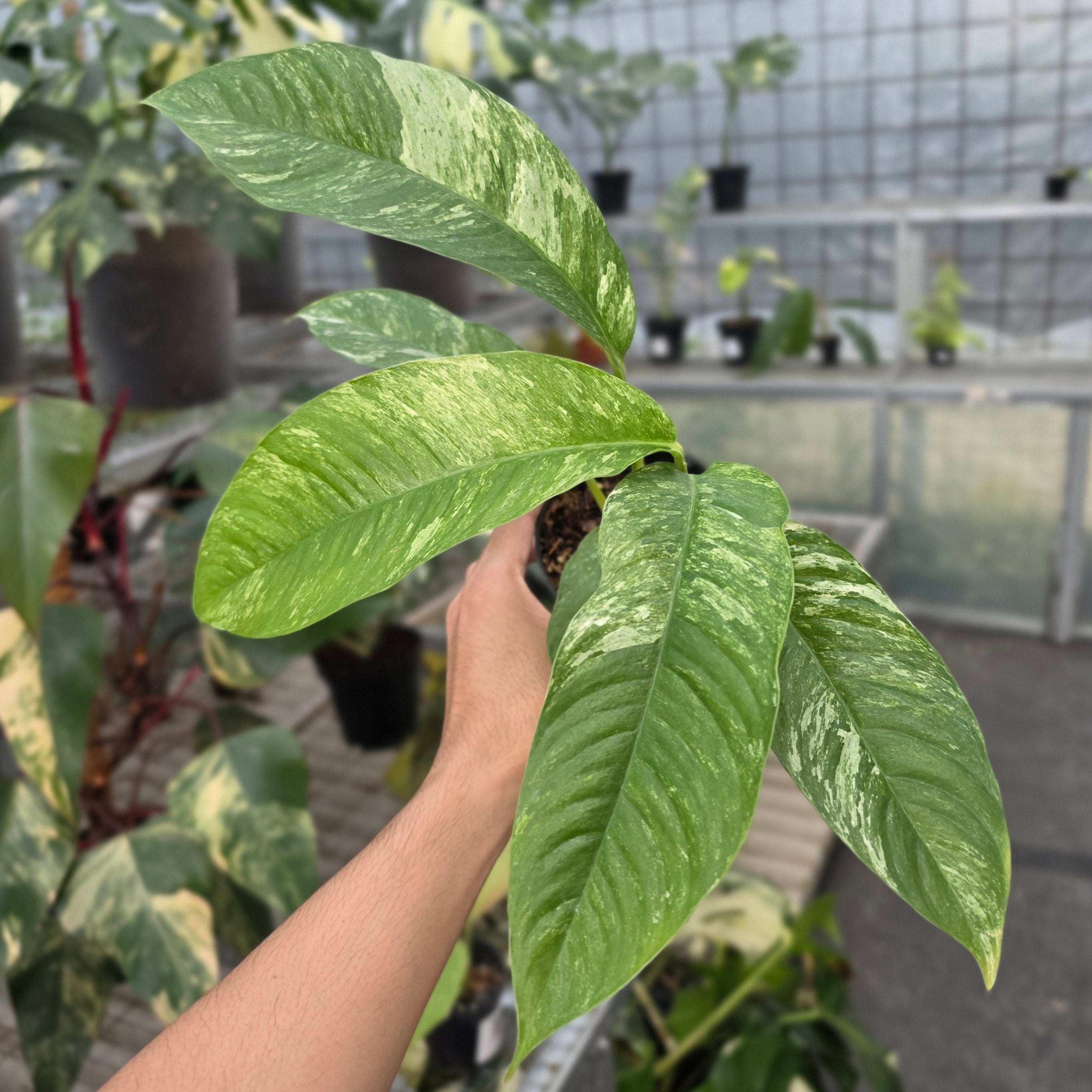 RP Rhaphidophora Megasperma gorilan variegated - AM24-08