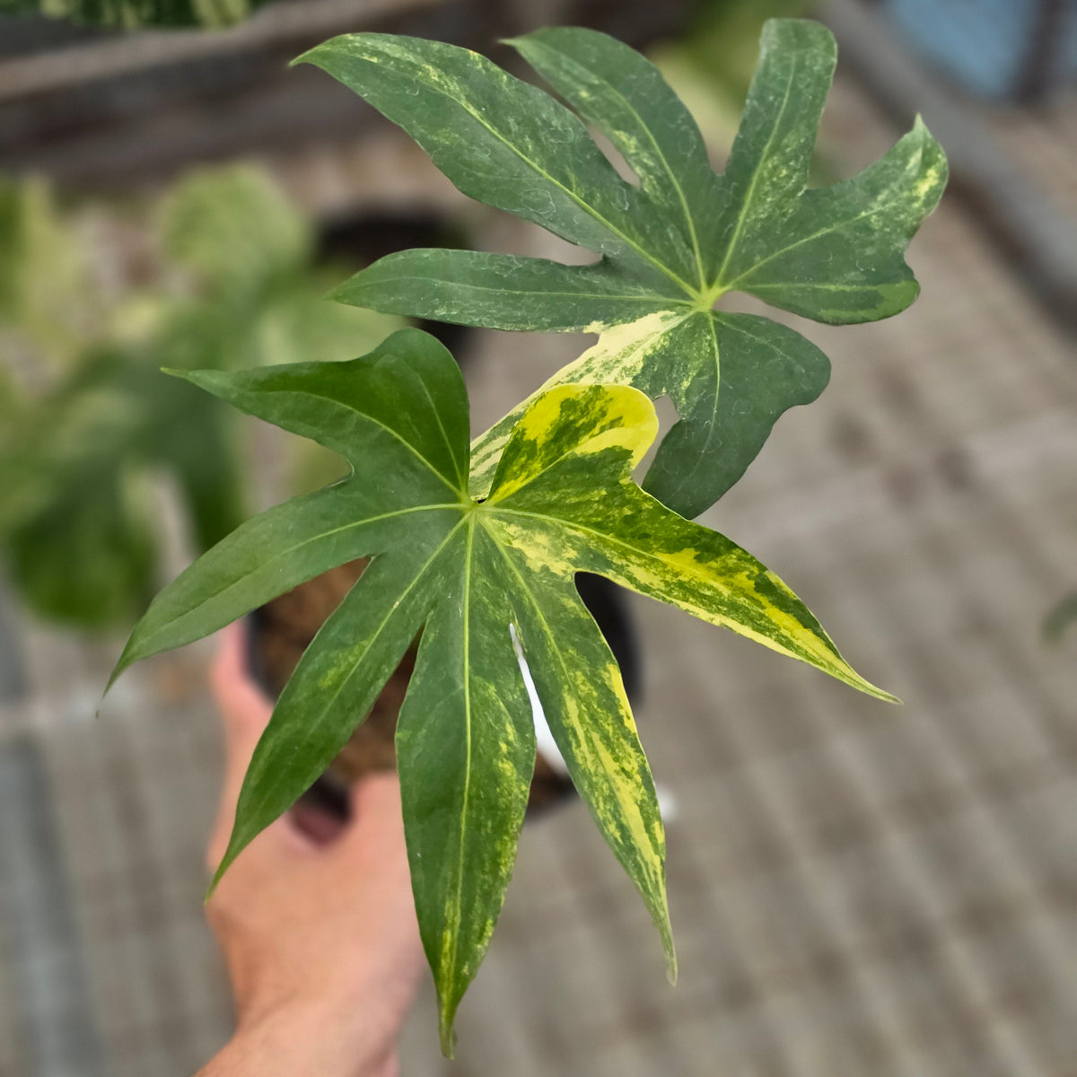 Anthurium pedatoradiatum aurea var - AM19-09