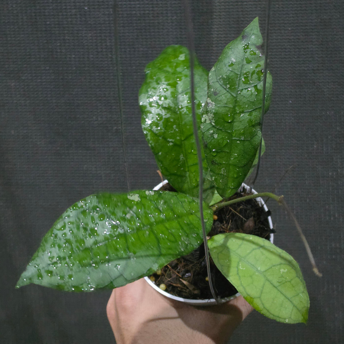 Hoya Susanti M13 (aff lambii × clemensiorum Borneo)